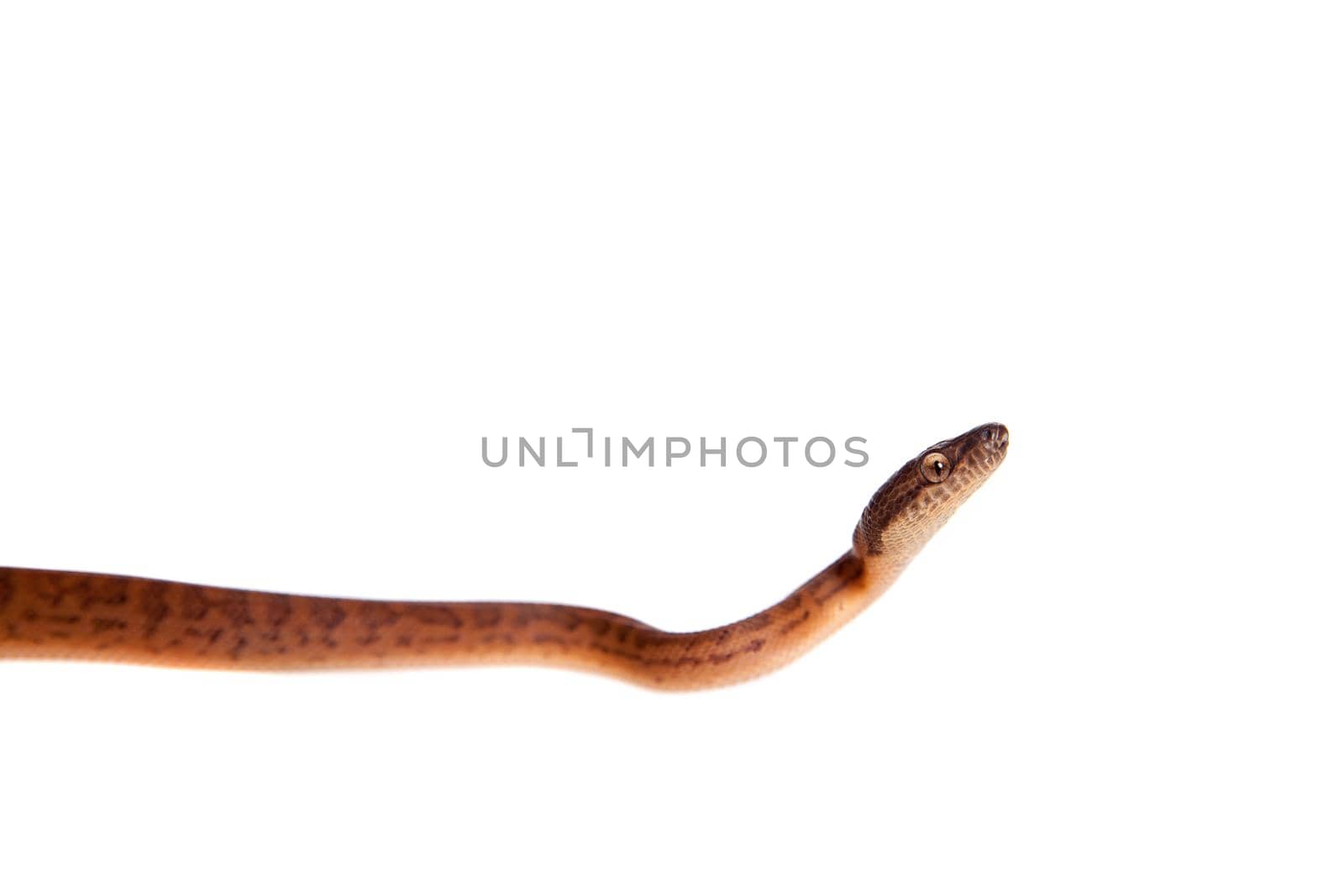 Puerto Rican boa, Chilabothrus inornatus, isolated on white backgorund