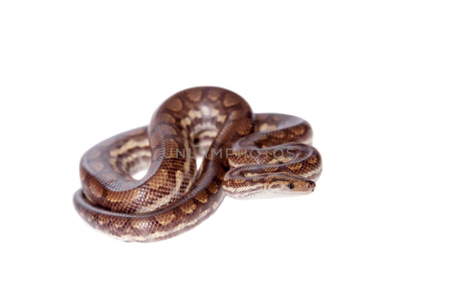 Rainbow tree boa on white background by RosaJay