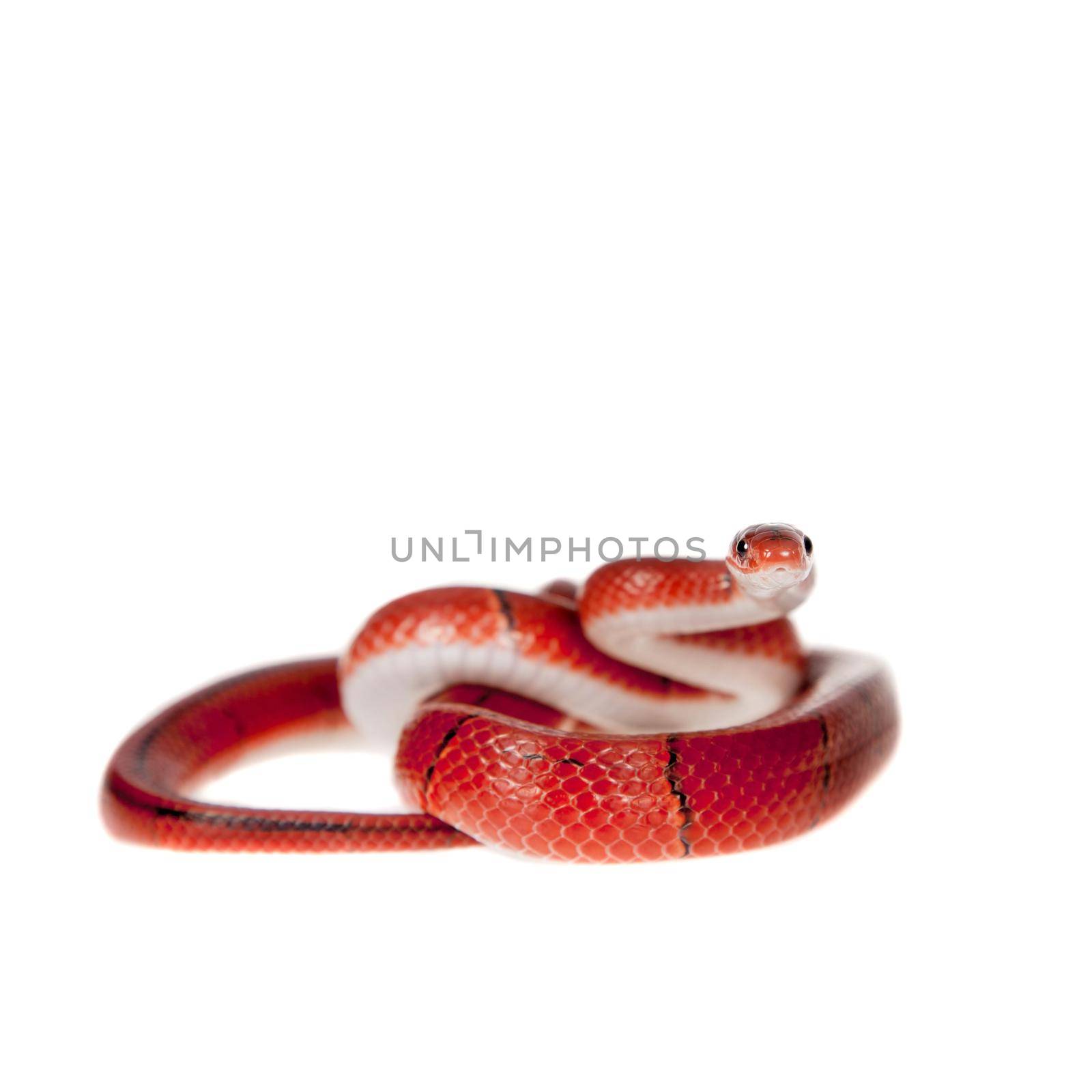 Small red bamboo snake isolated on white by RosaJay