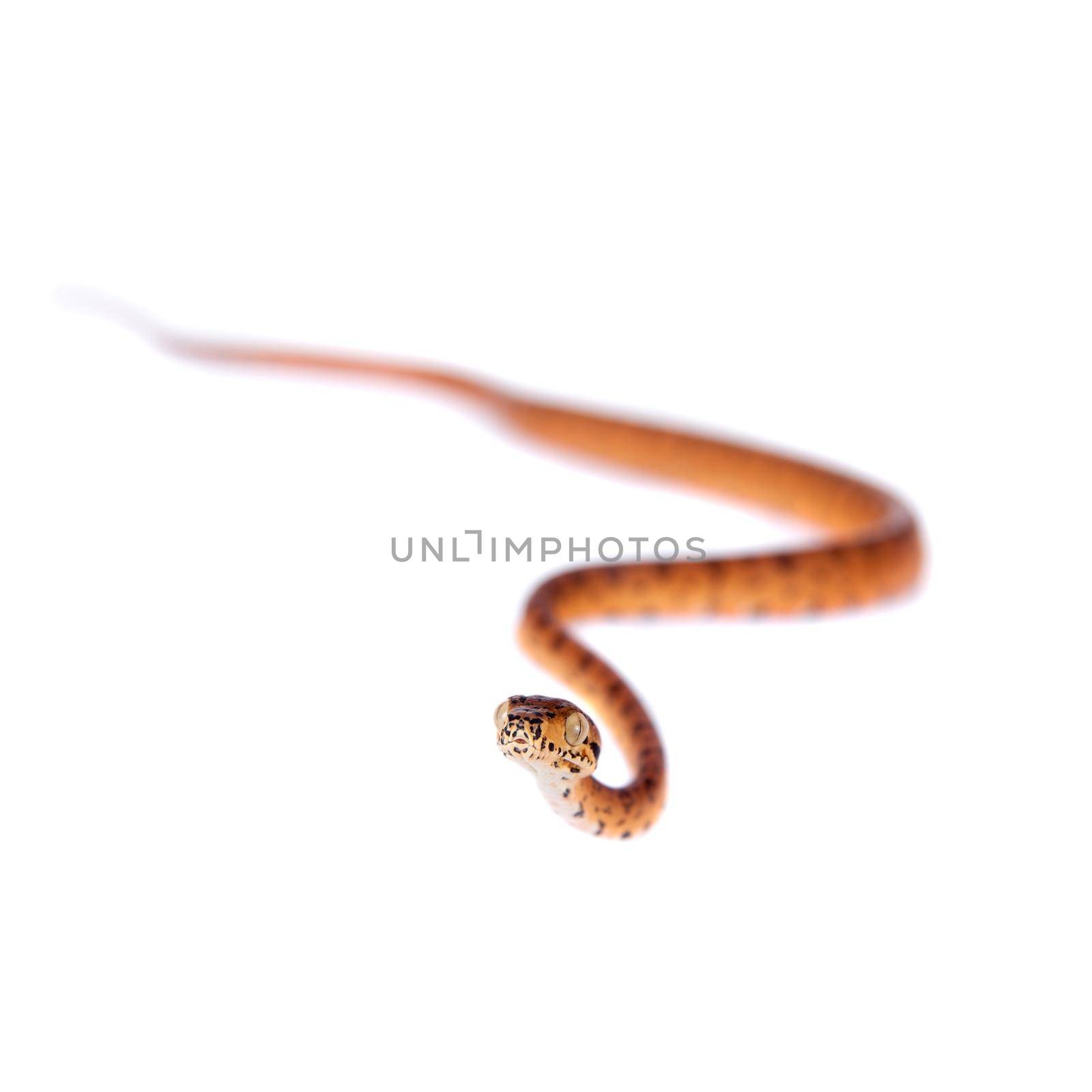 Red Amazon tree boa, 7 days old, isolated on white by RosaJay