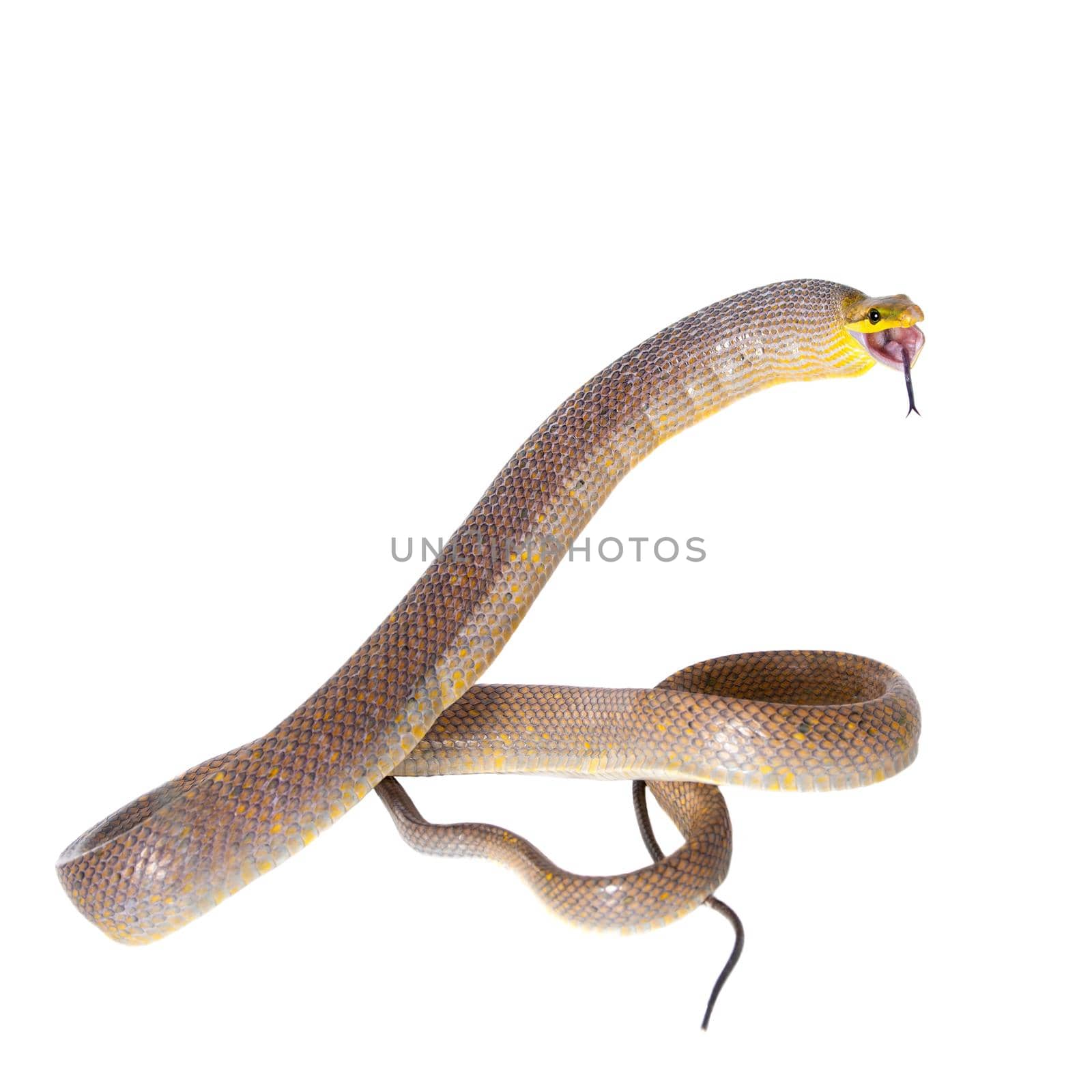 Red-tailed Green Ratsnake on the white background by RosaJay
