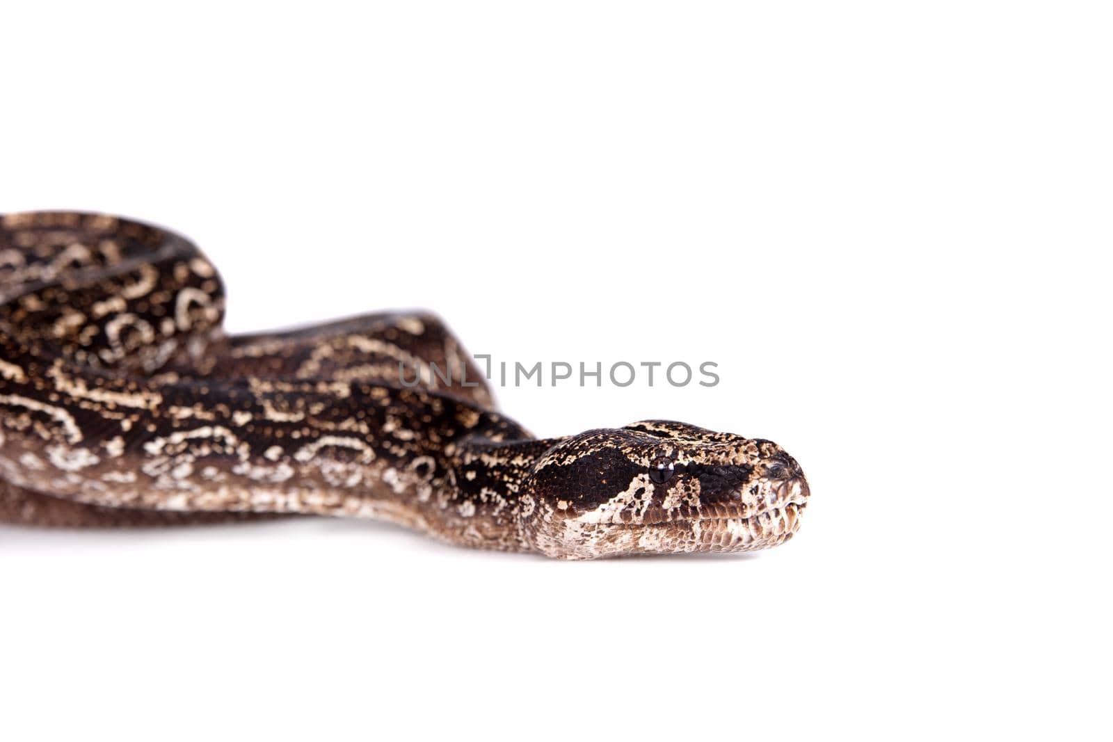 Leopard Argentine Boa on white background. by RosaJay