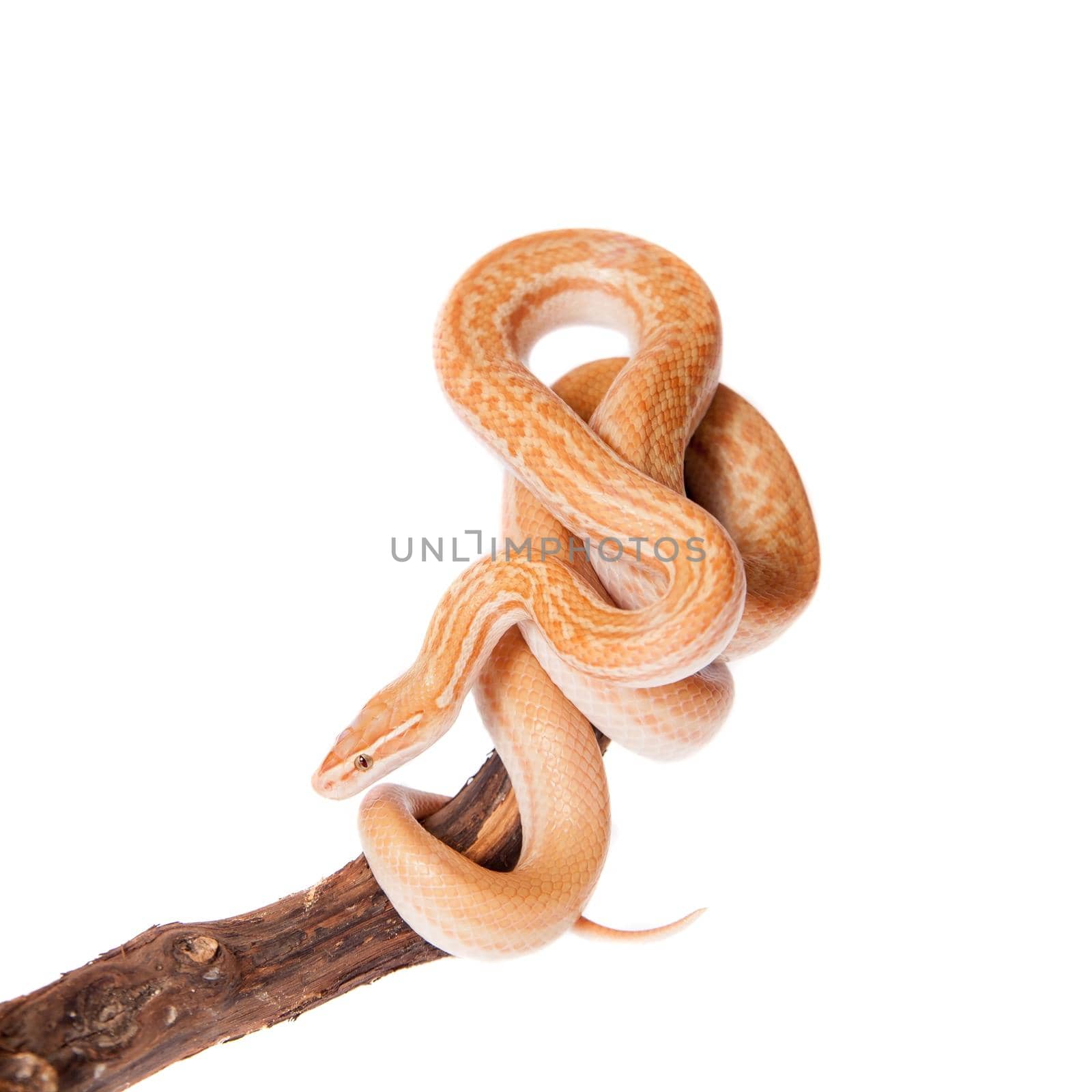 Coiled Cape House Snake, Boaedon Capensis, on white background