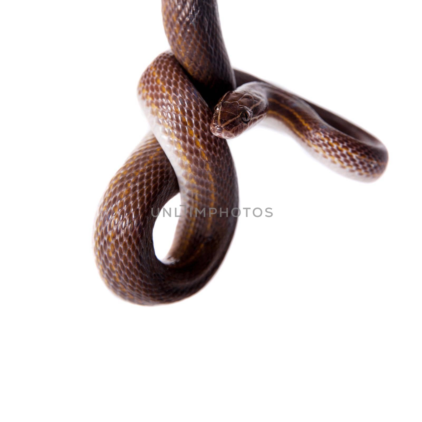 Striped House Snake on white background by RosaJay