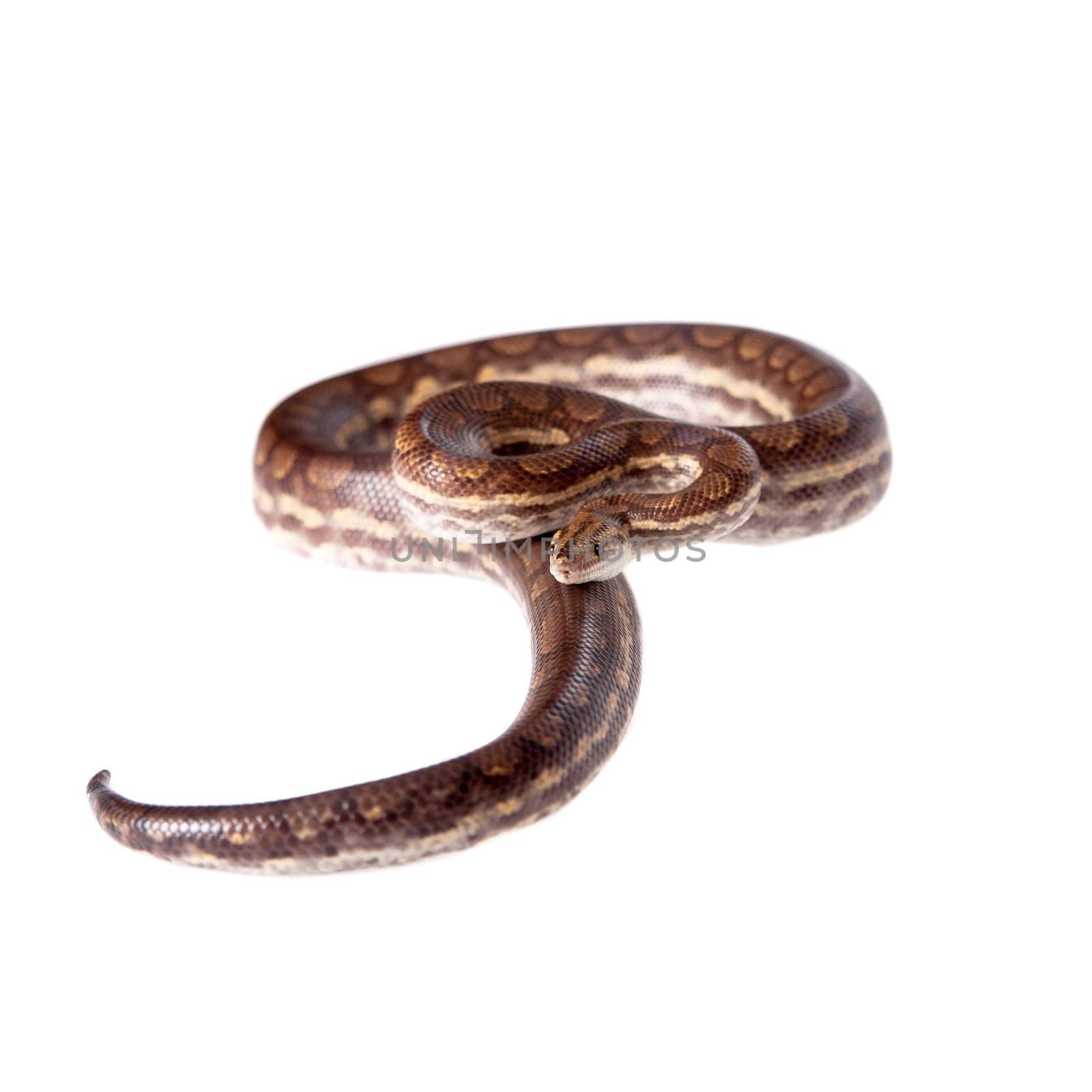 Rainbow tree boa, Epicrates Crassus, isolated on white background