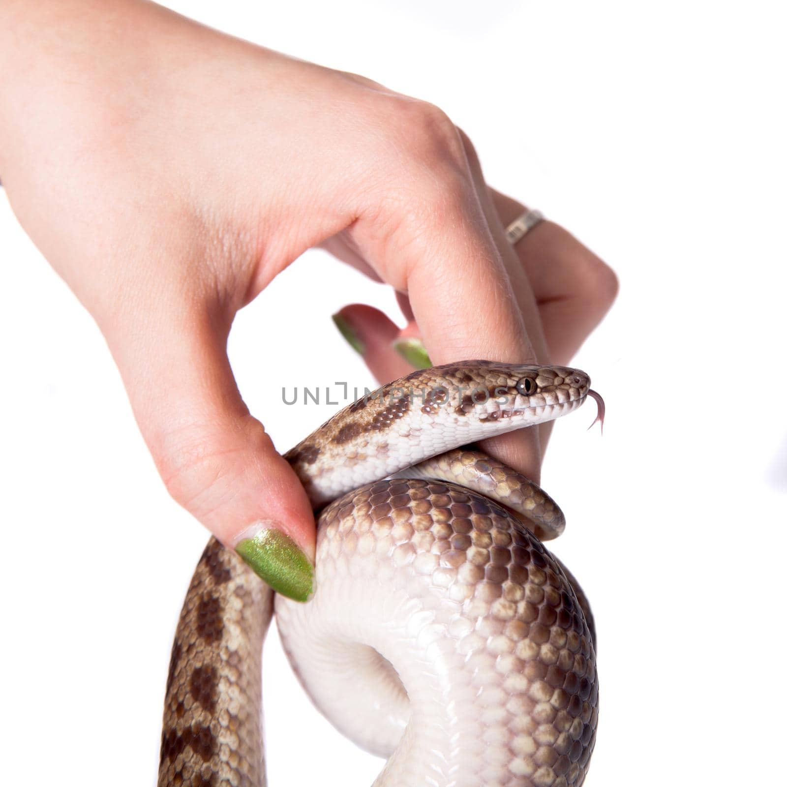 Spotted Python on white background by RosaJay