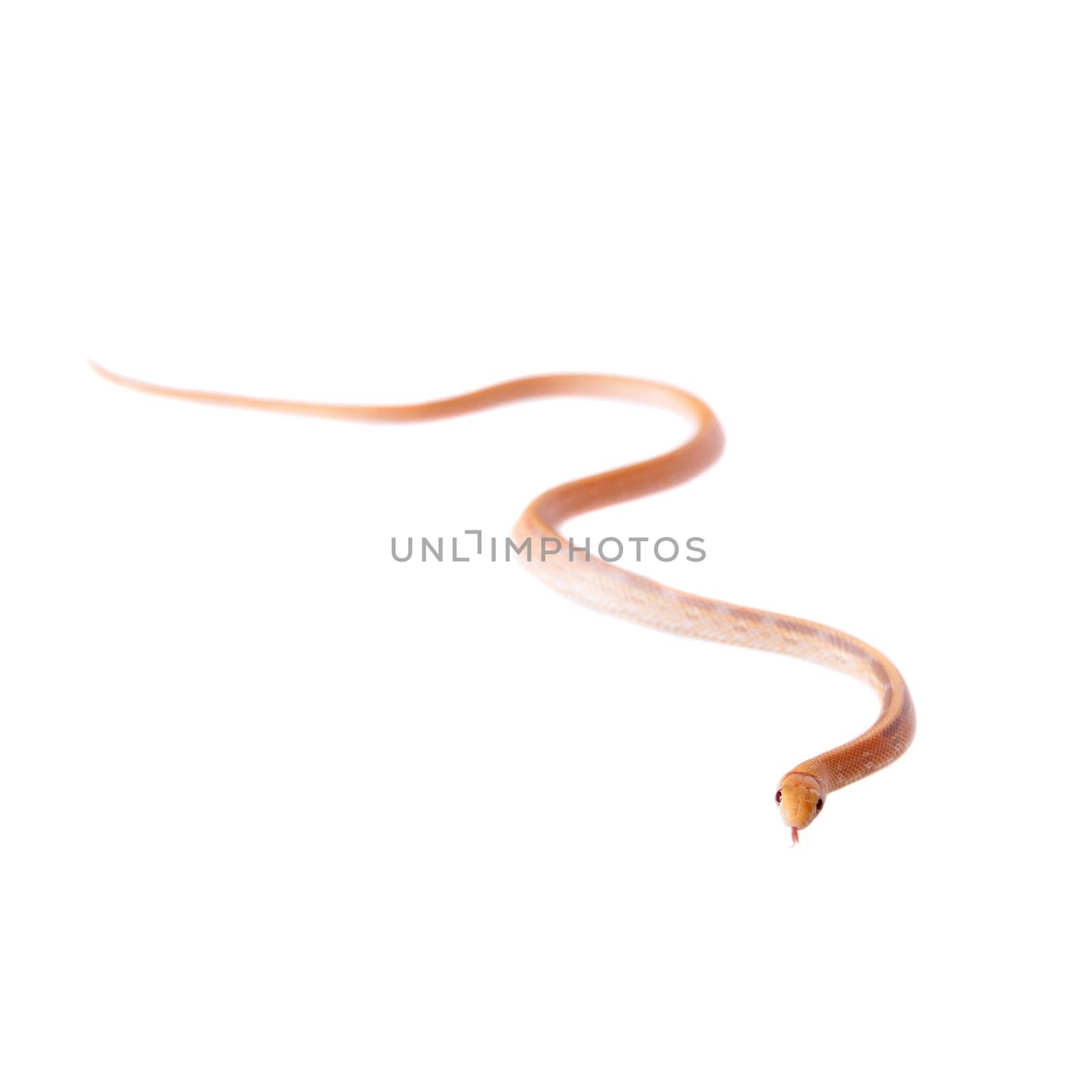 Radiated ratsnake, Coelognathus radiata, isolated on white background