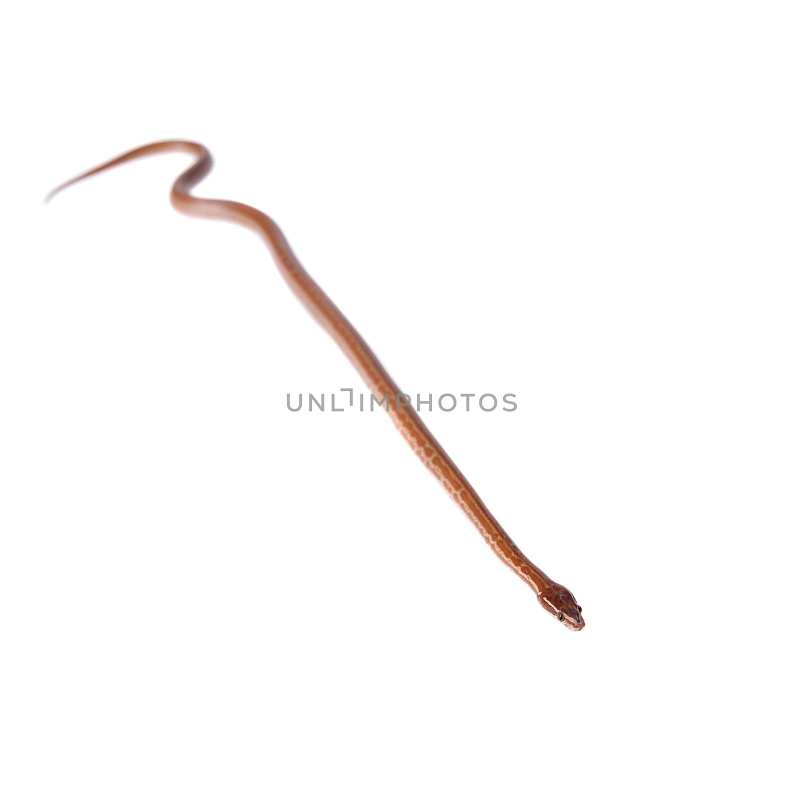 Coiled Cape House Snake, Boaedon Capensis, on white background