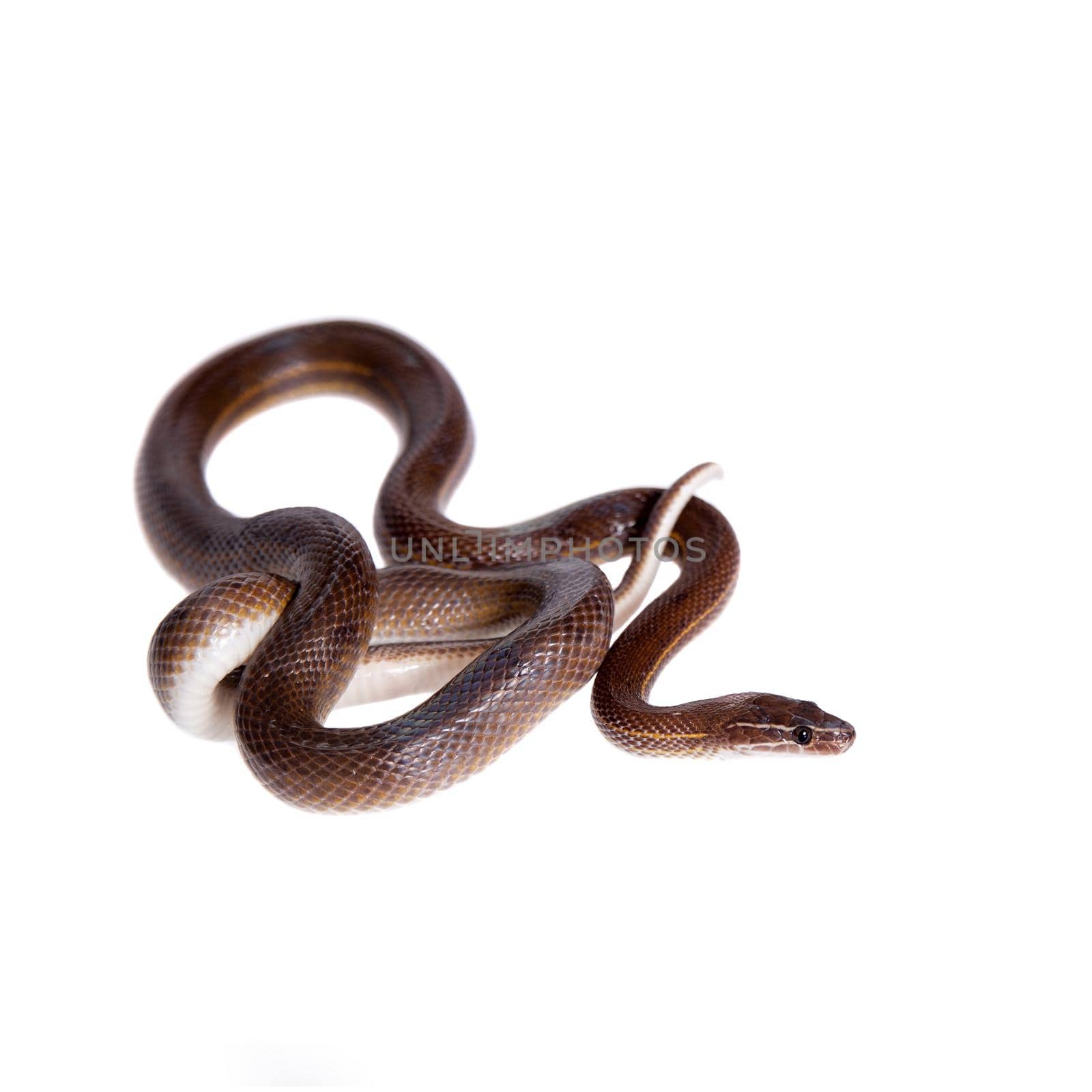 Striped House Snake, Boaedon lineatus, isolated on white background