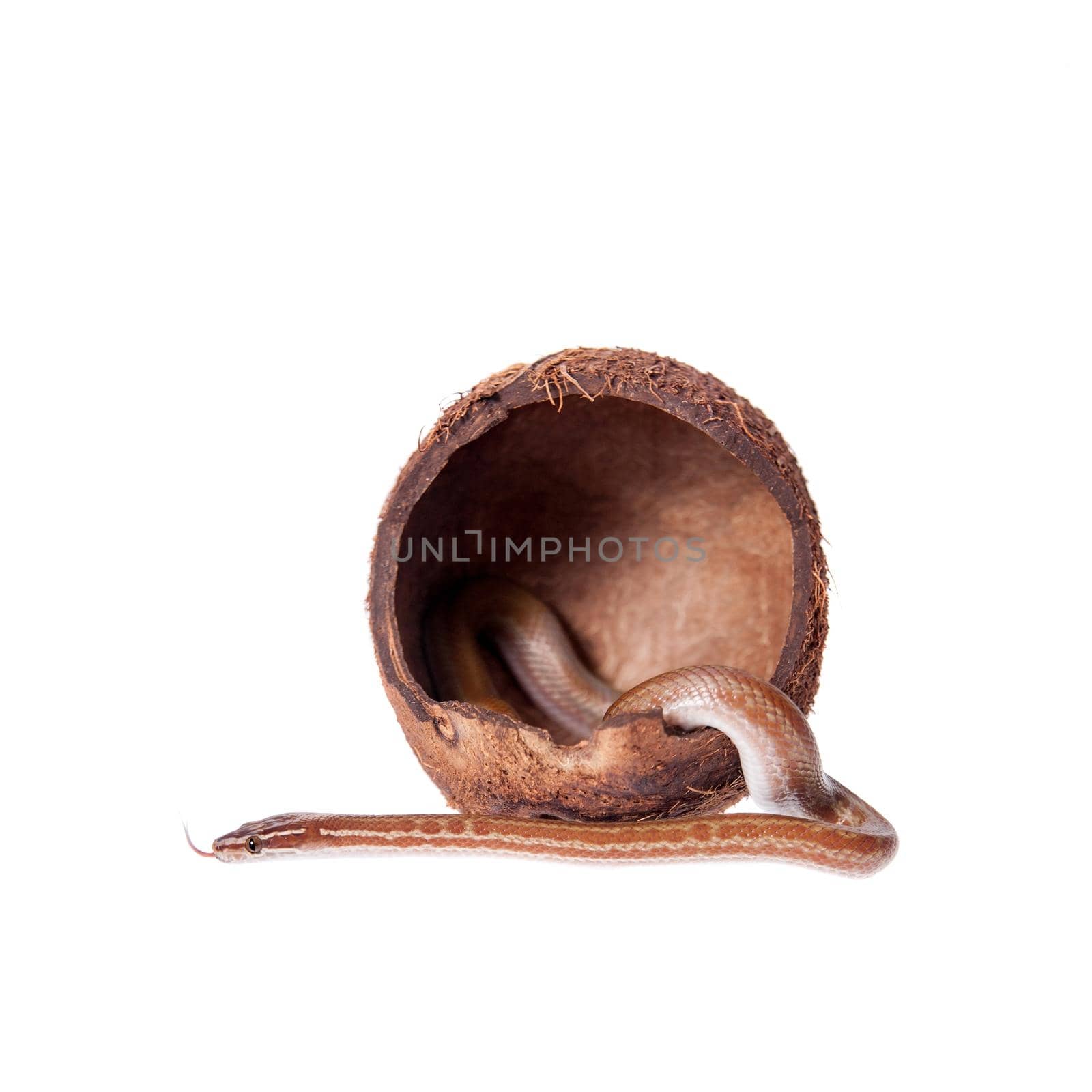 Coiled Cape House Snake, Boaedon Capensis, on white background