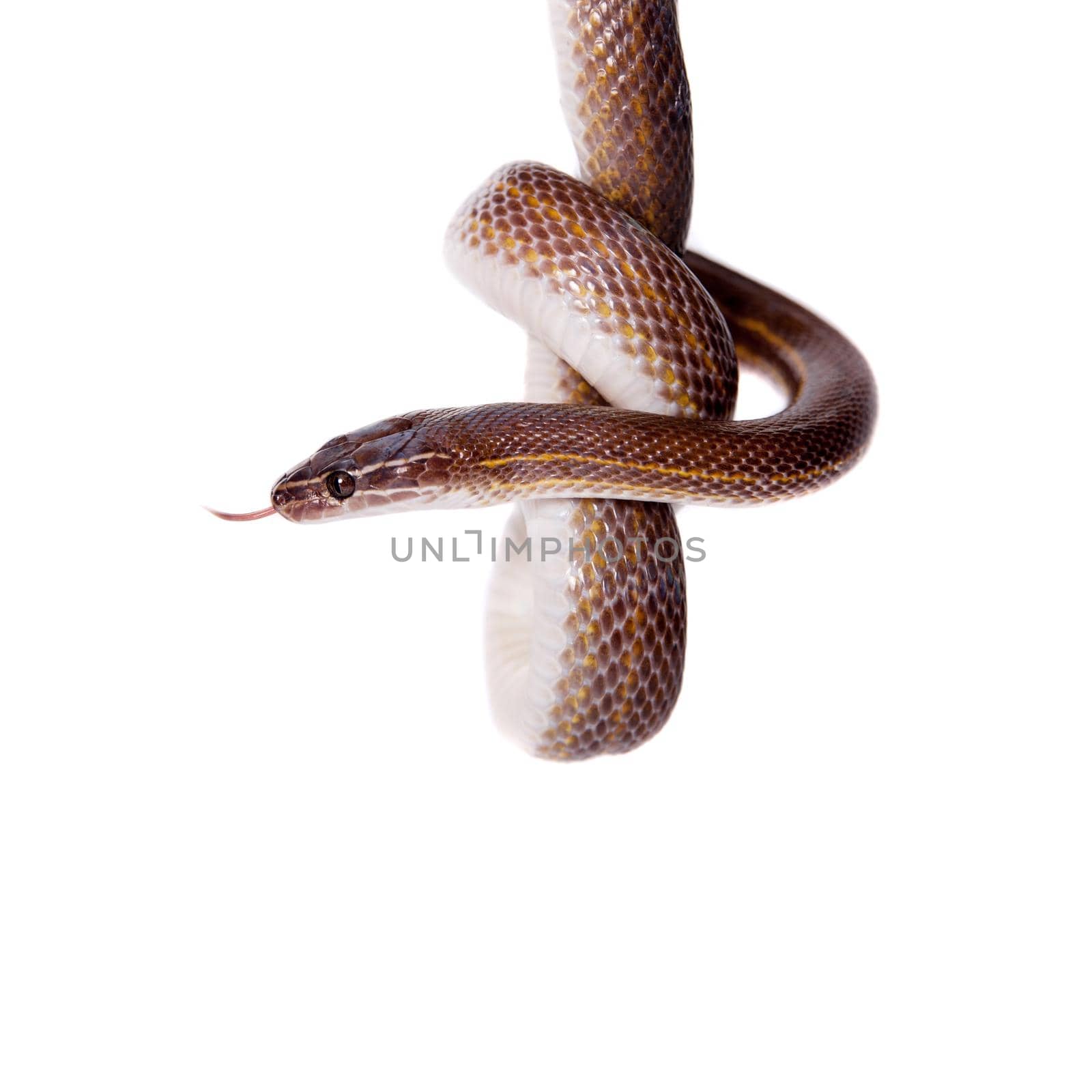 Striped House Snake, Boaedon lineatus, isolated on white background