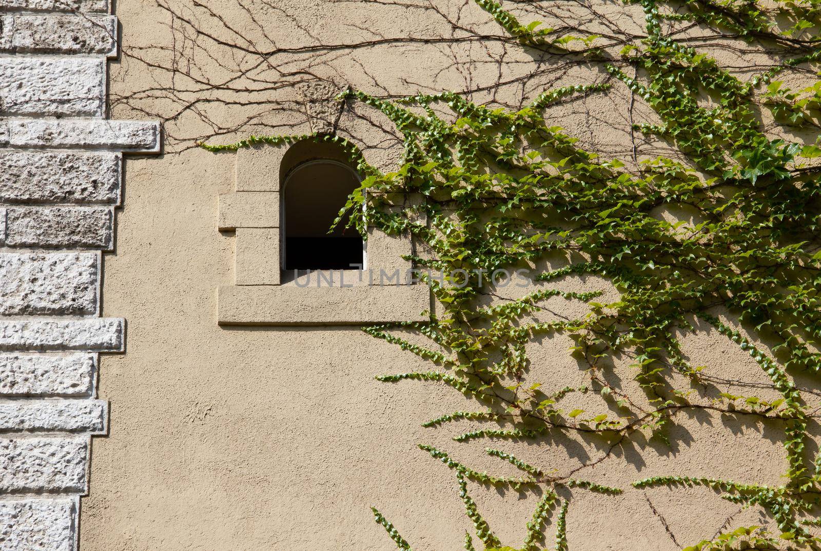 Stone wall with ivy and stained glass window of church. by gallofoto