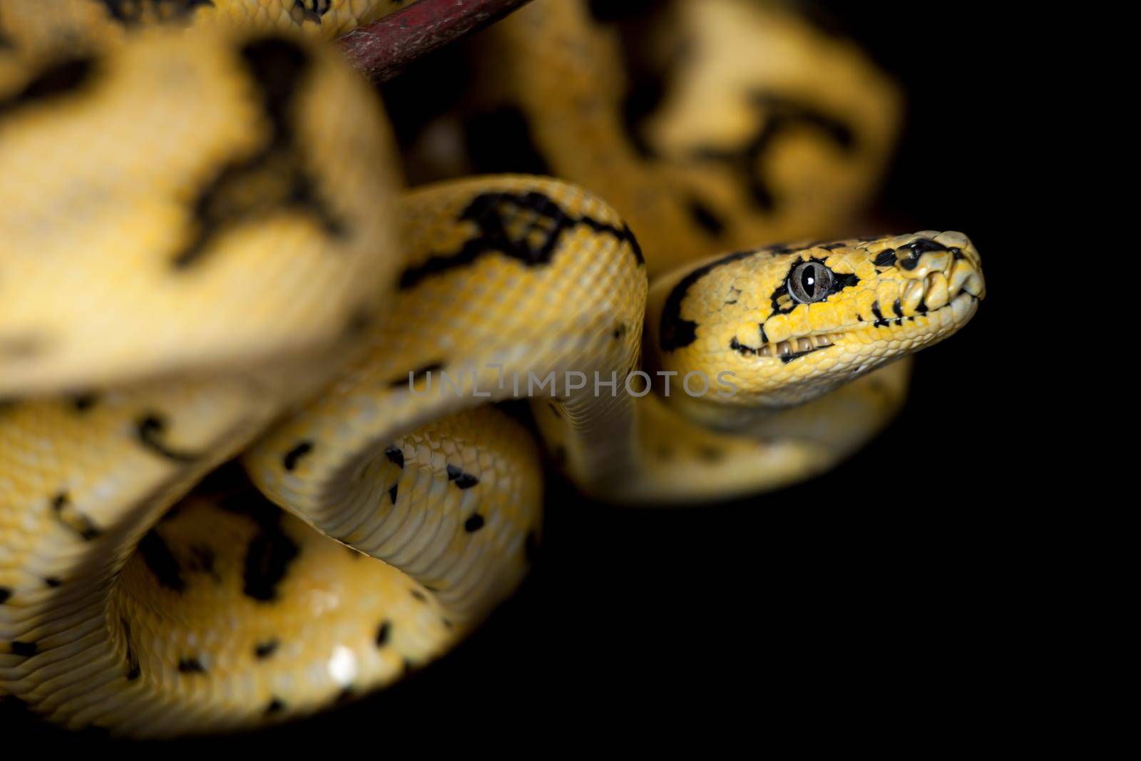 Jungle Jaguar Carpet Python, Morelia spilota cheynei, on black background