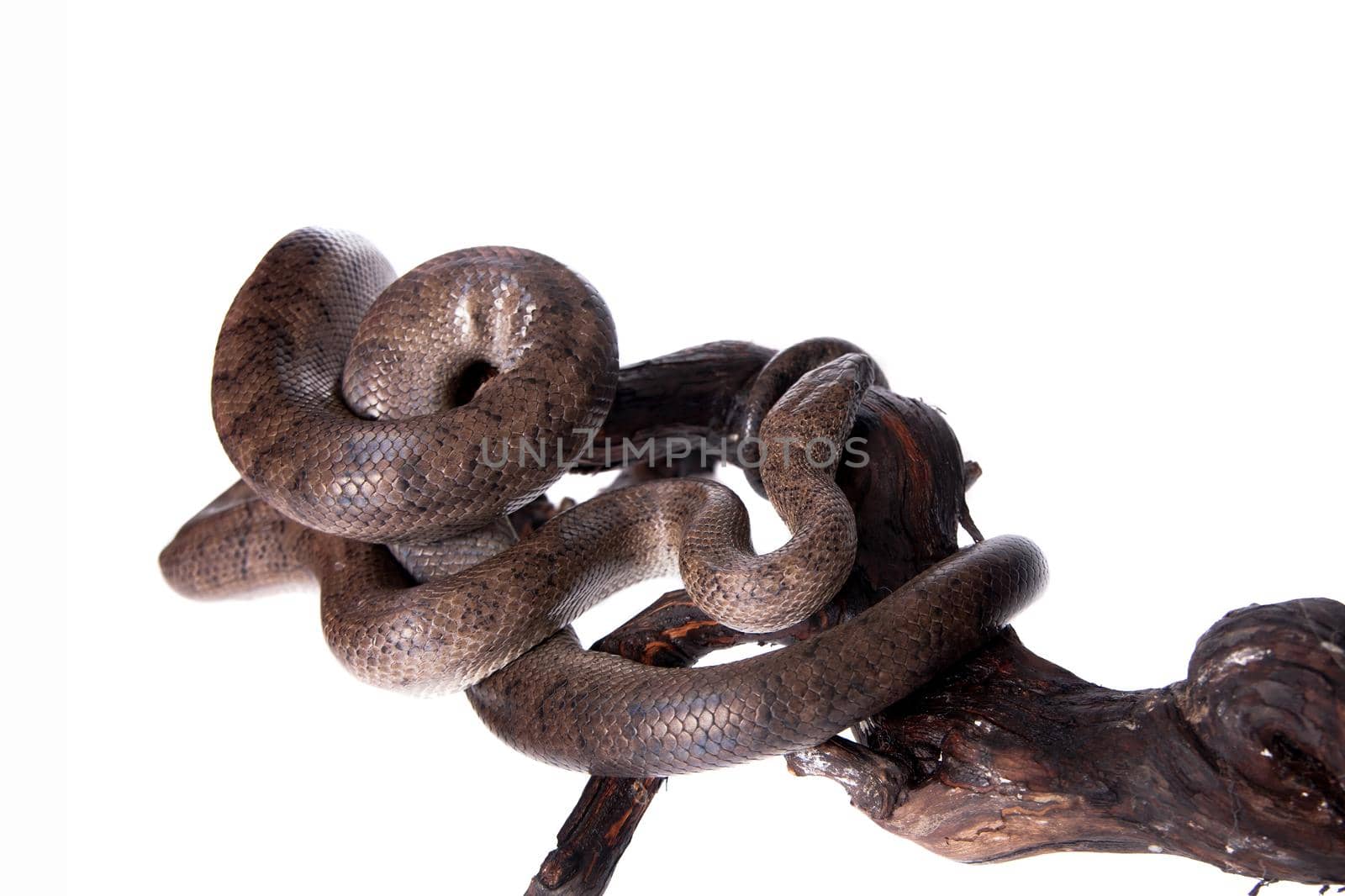 Puerto Rican boa, Chilabothrus inornatus, isolated on white backgorund