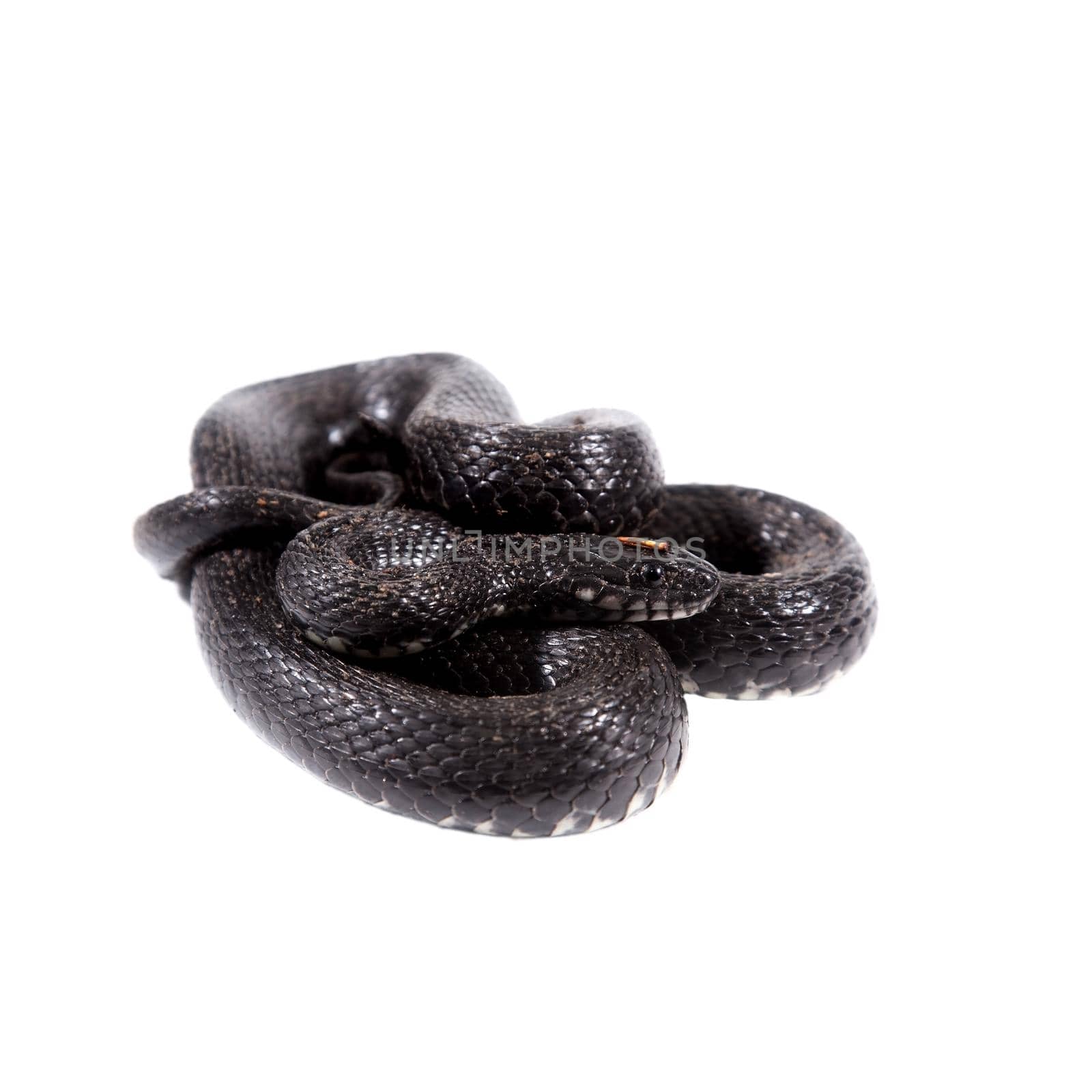 Dice snake, Natrix tessellata, on white by RosaJay