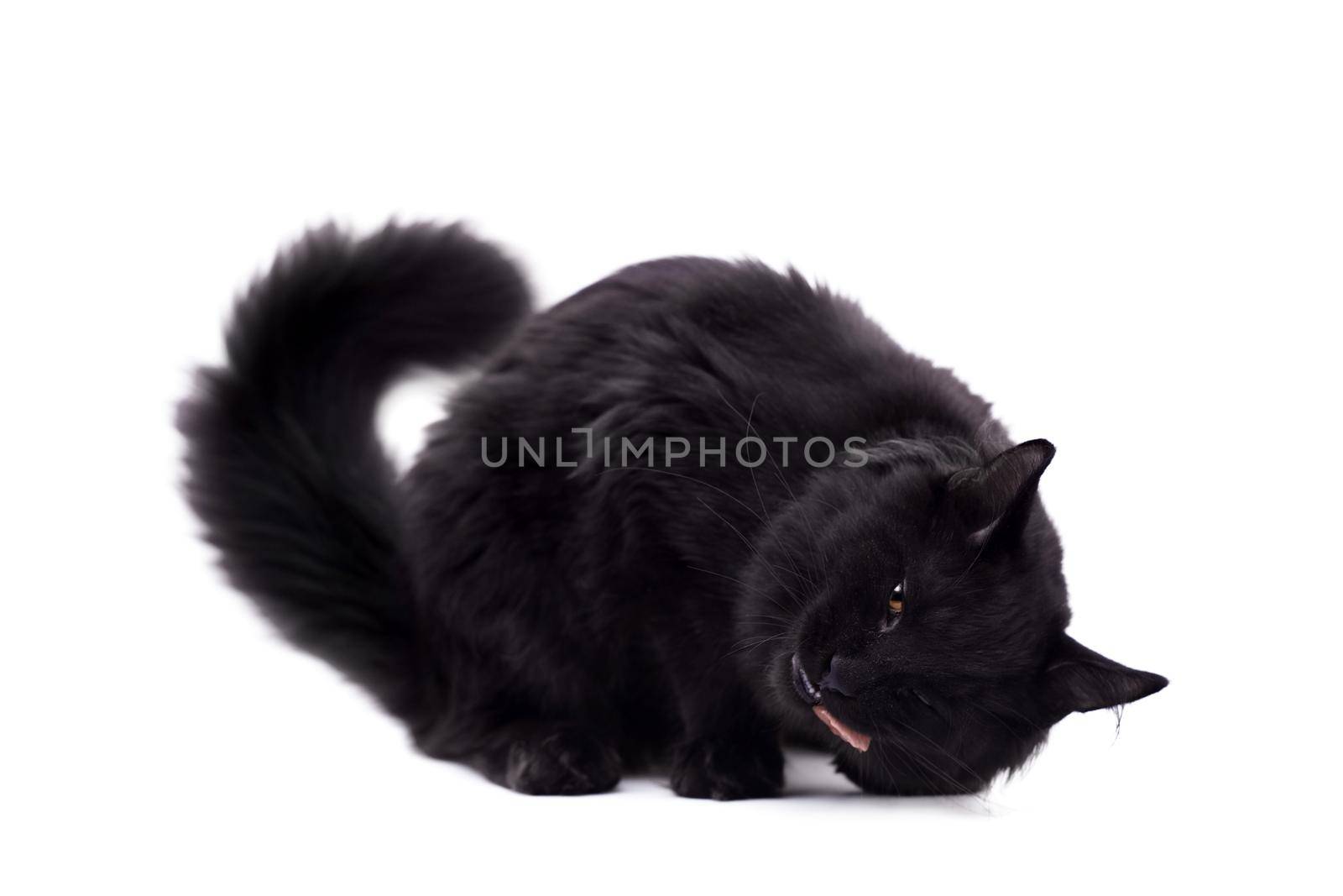 Black Maine Coon cat isolated on white background