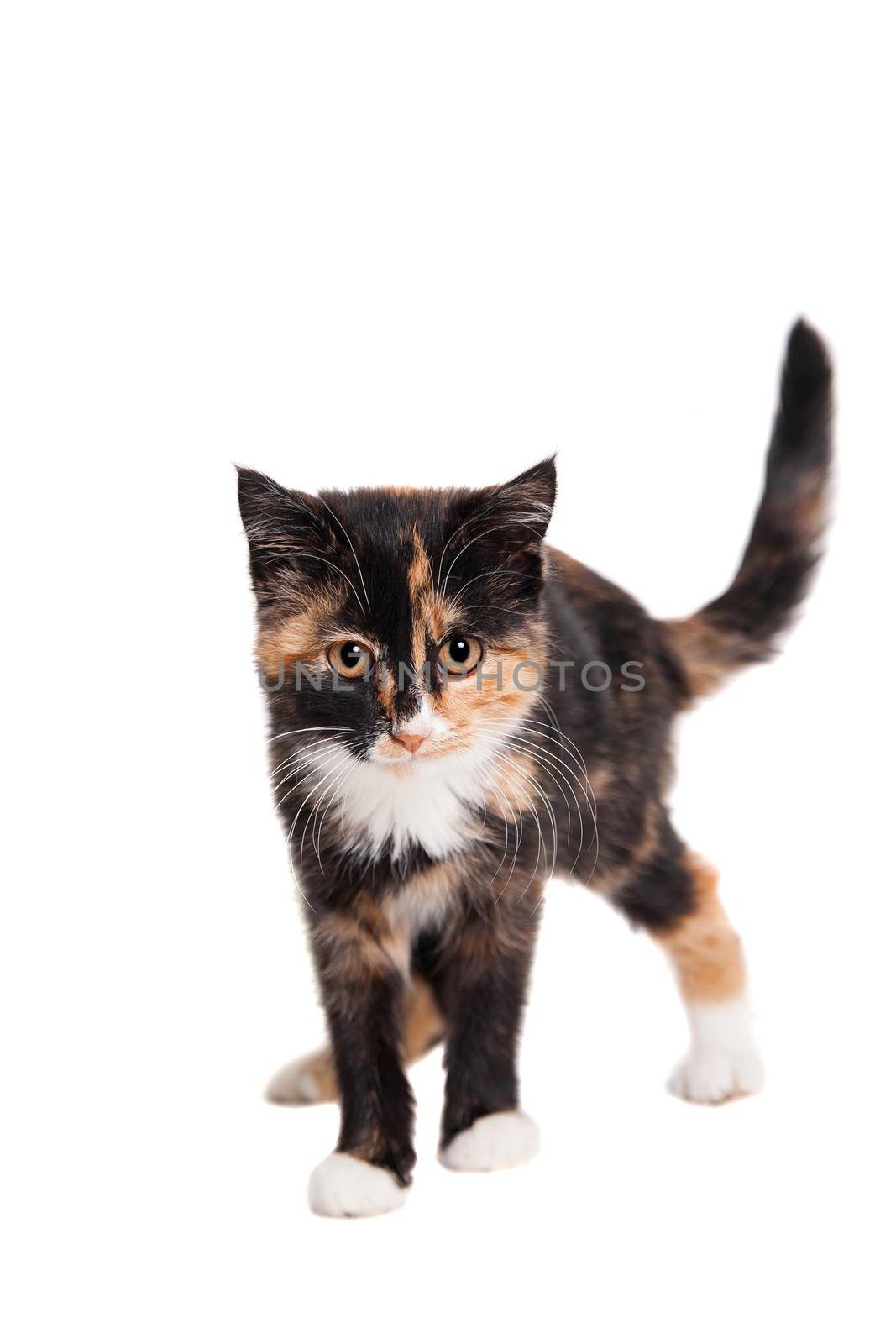 Small kitten isolated on the white background