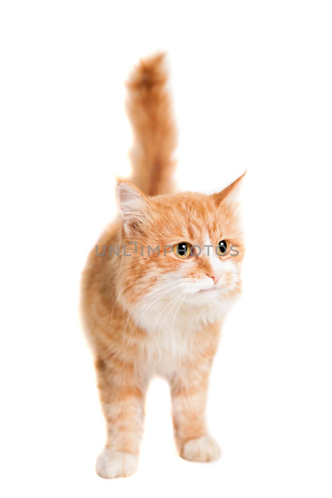 Ginger mixed breed cat, isolated on white background