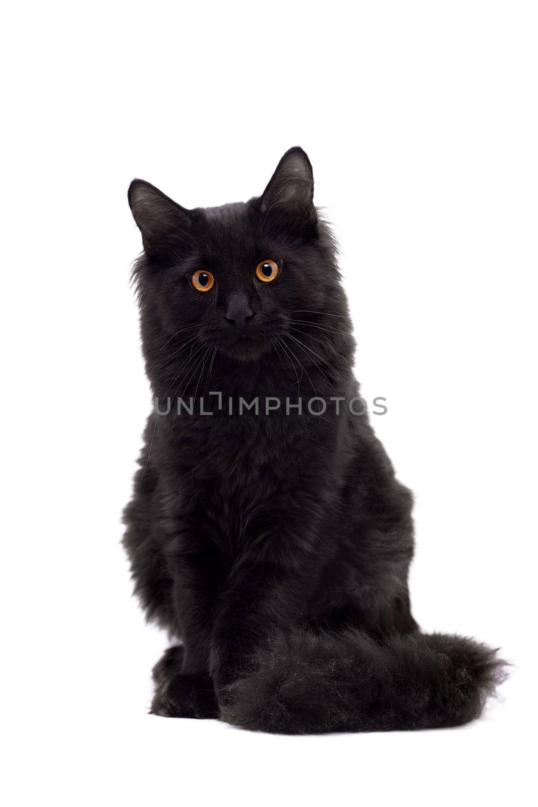 Black Maine Coon cat on white by RosaJay