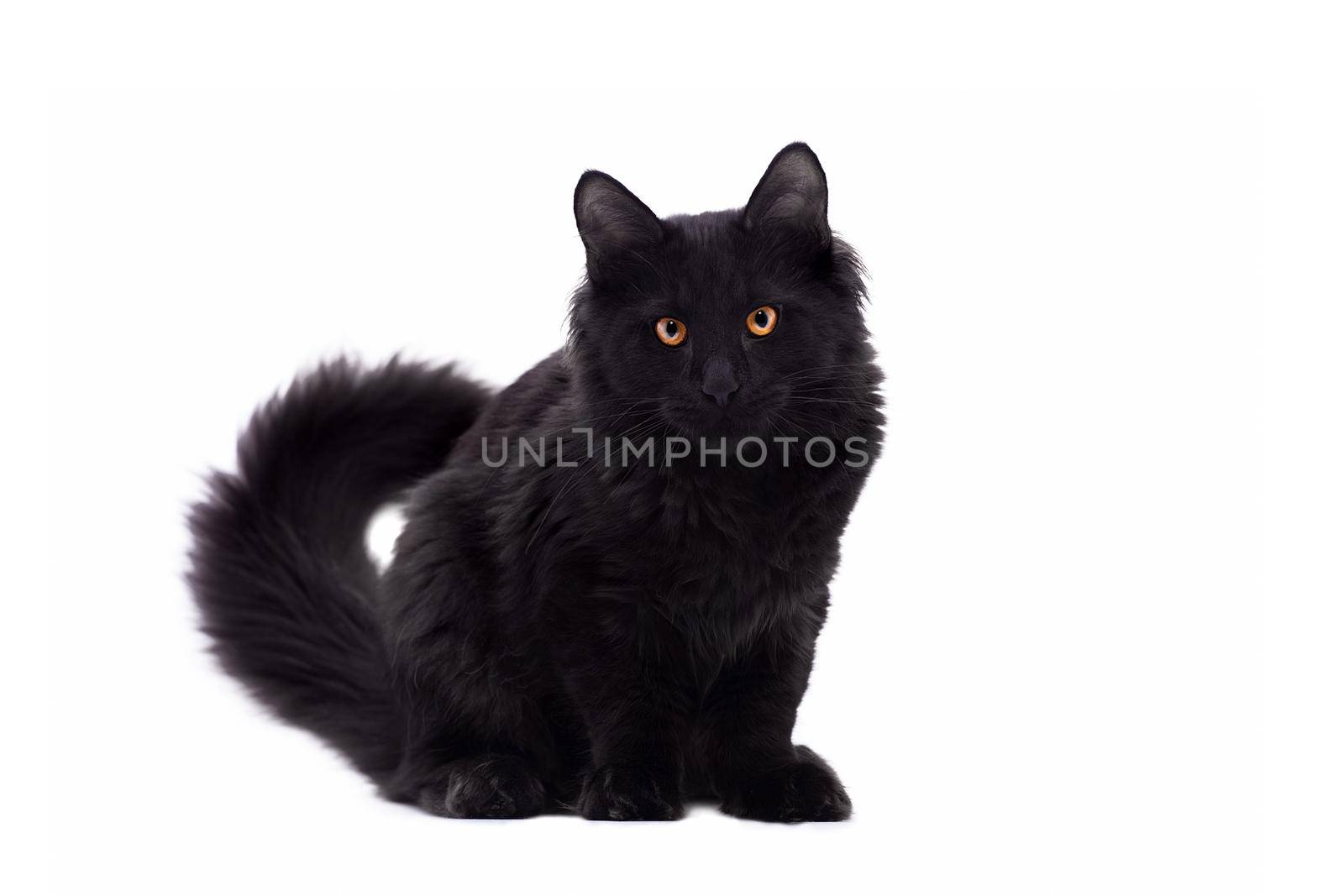 Black Maine Coon cat isolated on white background