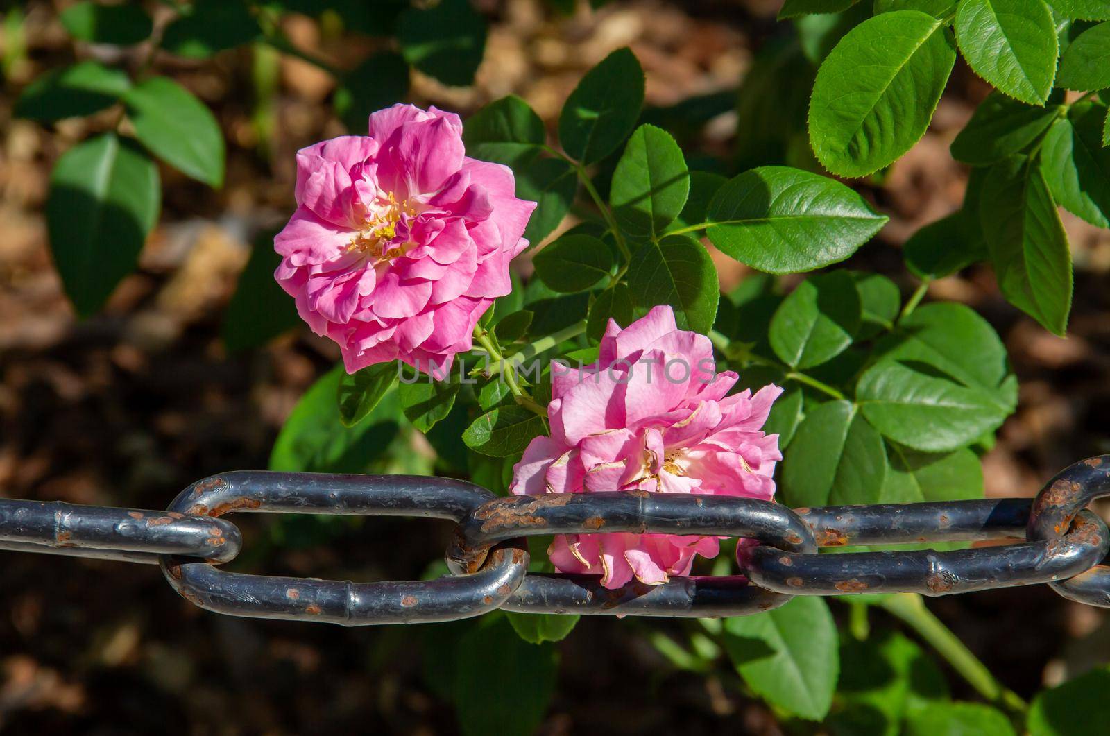 Withering purple roses with a metal chain. High quality photo