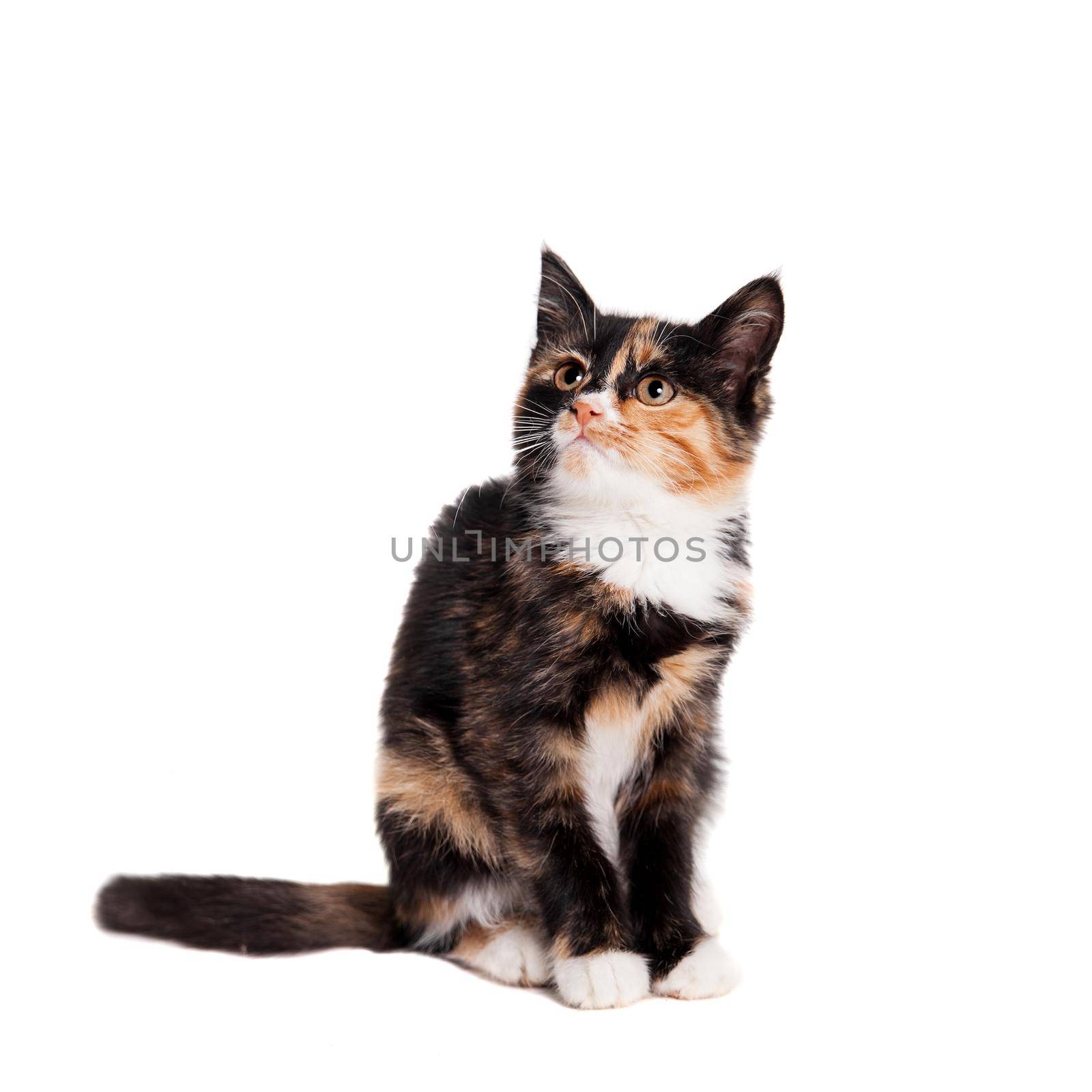 Small kitten isolated on the white background