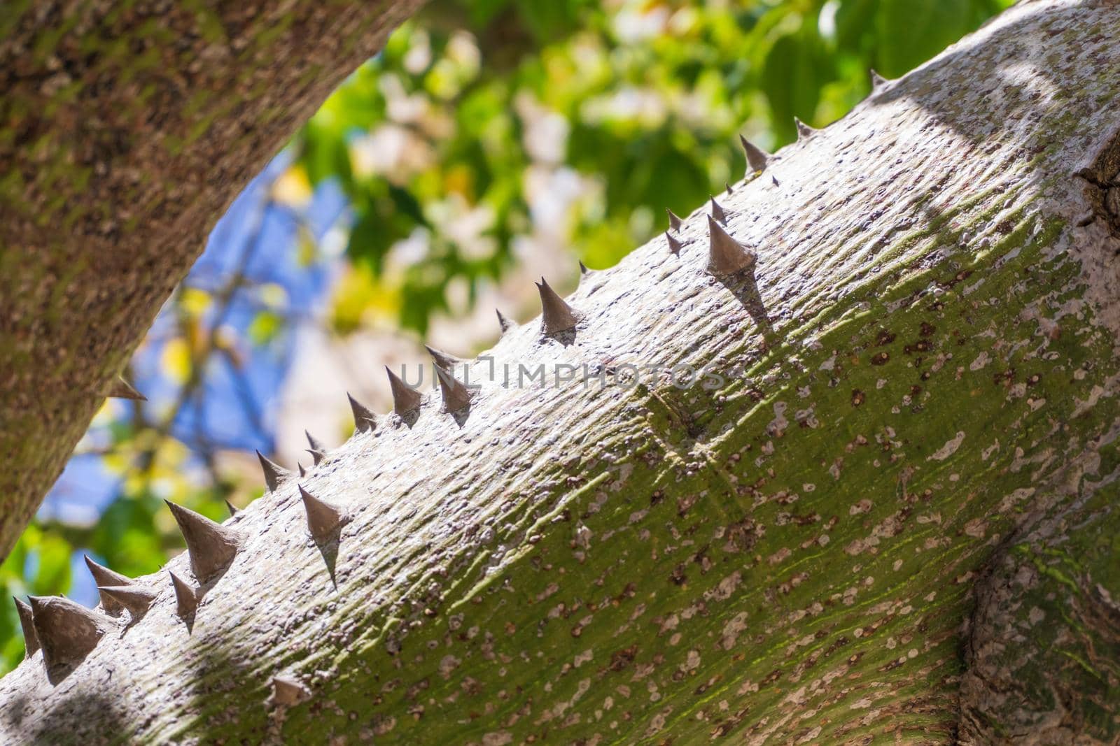 Thorns on the trunk of the Ceiba Chorizia tree close up