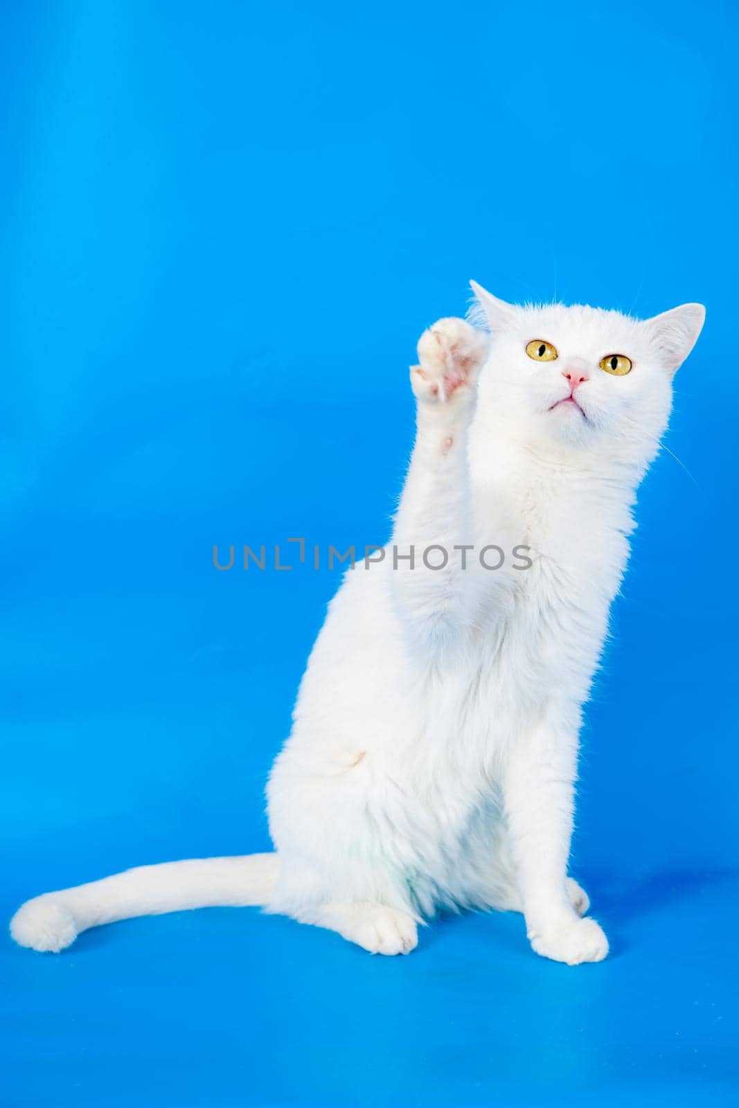 Mixed-breed cat, 4 year old, on blue background