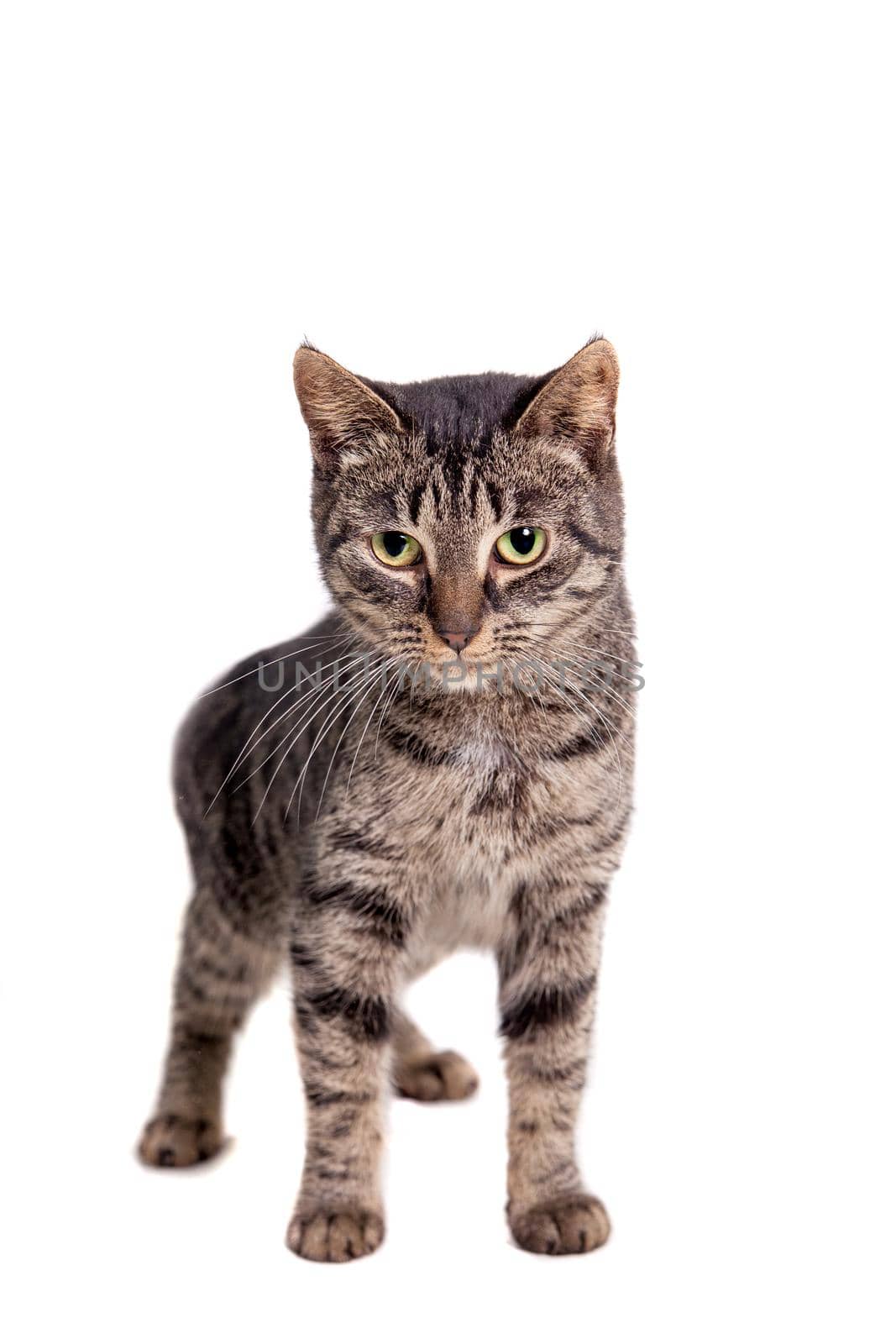 Thin adult tabby cat, isolated on white background