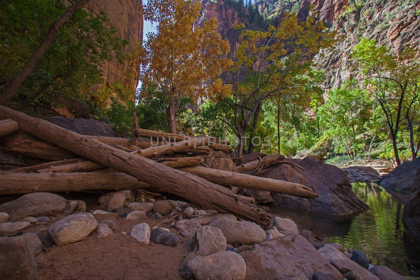 Driftwood from a previous flood lays high up on the bank of the Virgin River in Zion National Park. Utah