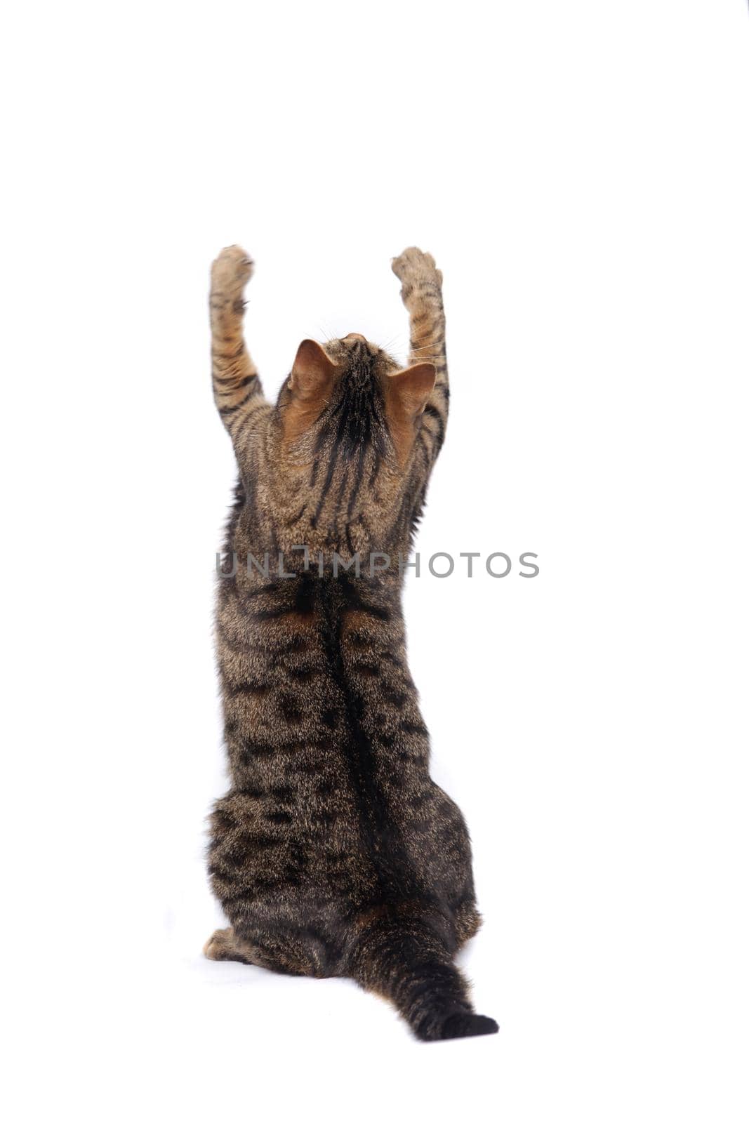 Cat playing, isolated on the white background