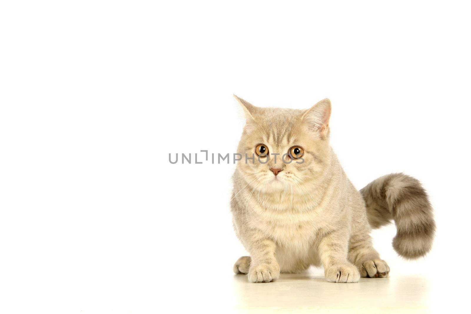 Gray scottish cat isolated on the white background