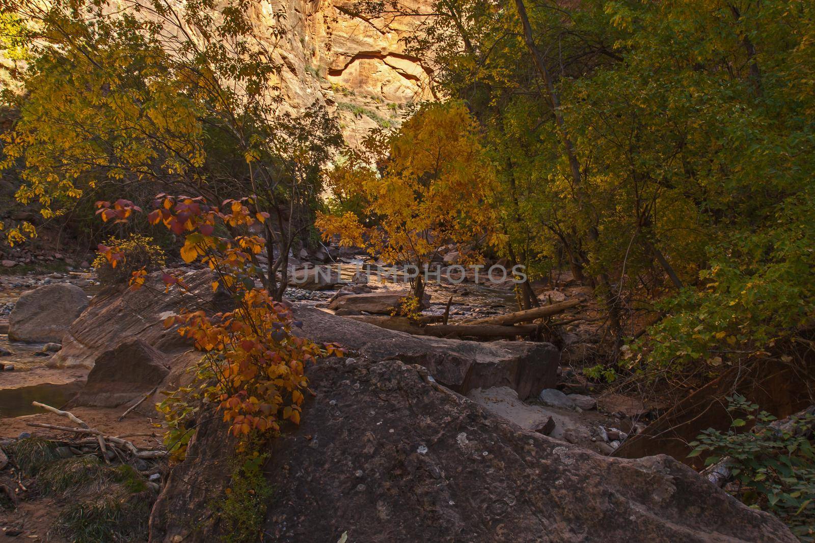 Fall colours in the Virgin River Valley in Zion Canyon, Zion National Park. Utah