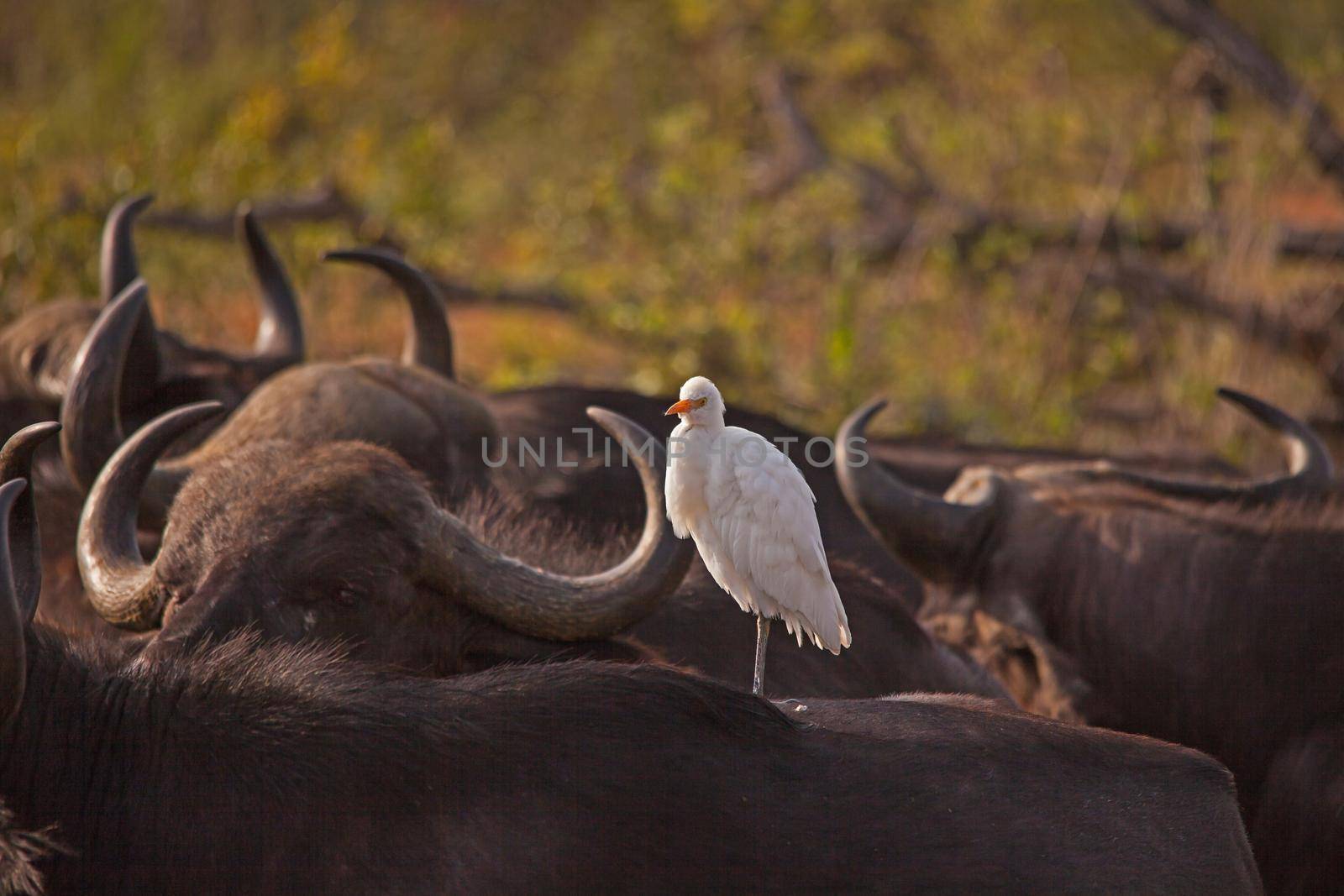 A white Cattle Egret (Bubulcus ibis) catching the early morning sun on the back of Cape Buffalo (Syncerus caffer) in Kruger National Park. South Africa