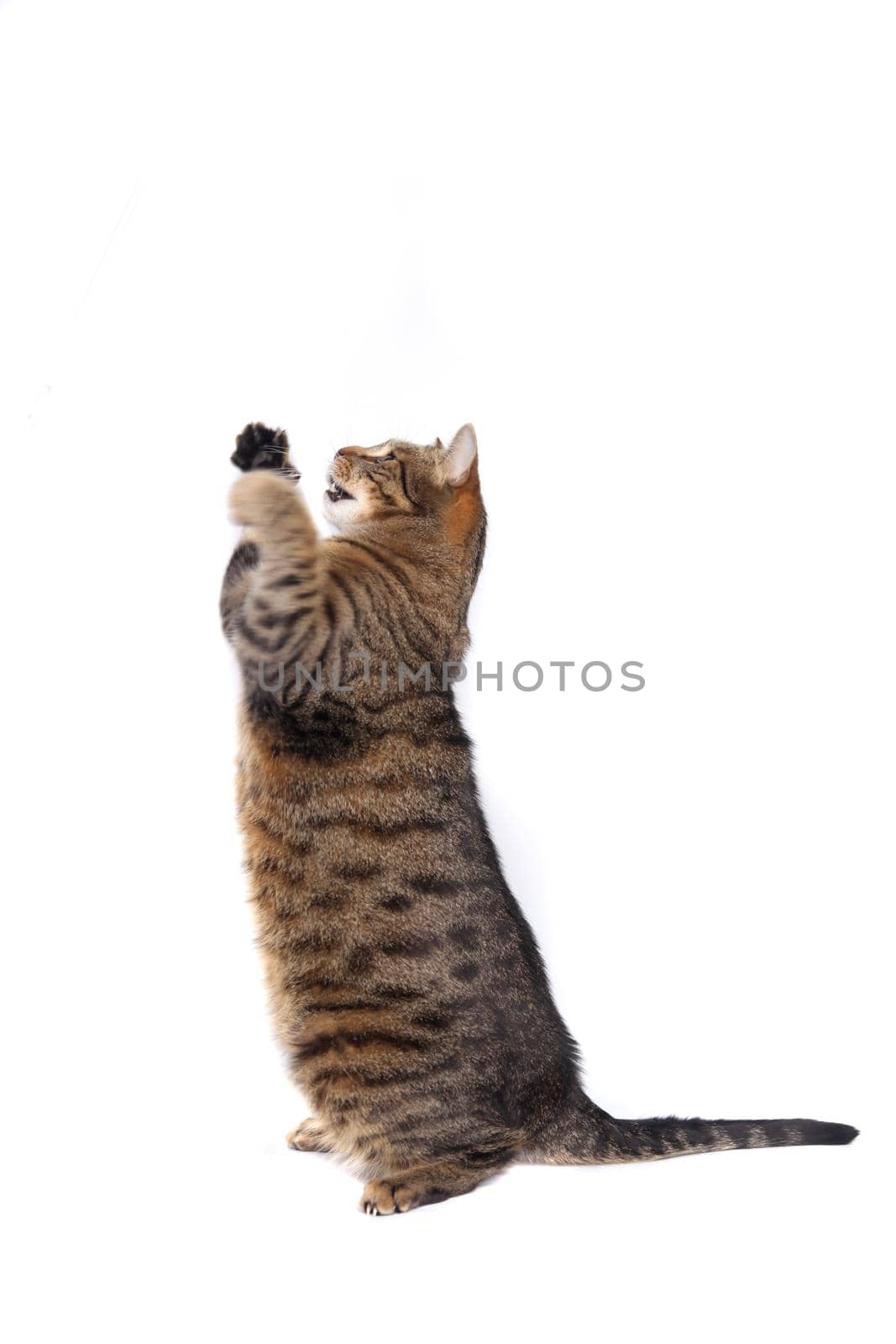 Cat playing, isolated on the white background