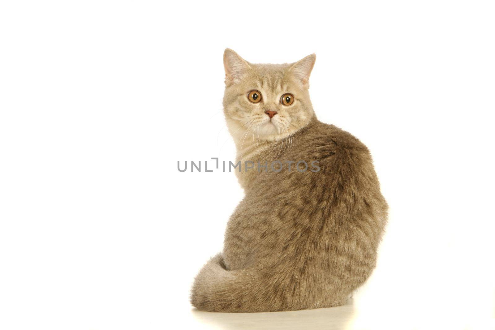 Gray scottish cat isolated on the white background