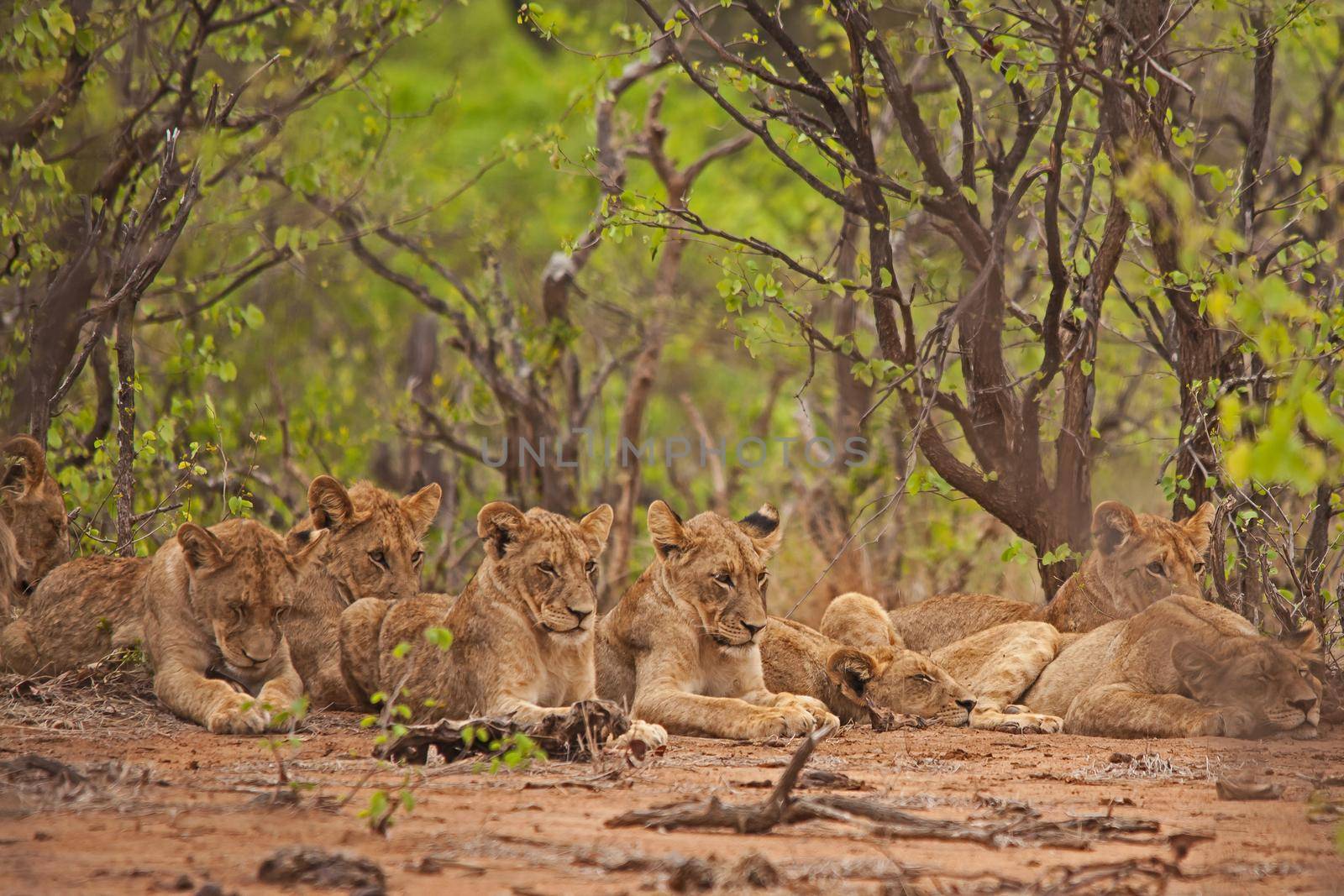 Eight sub adult lions {Panthera leo) resting in the shade to escape the afternoon heat in Kruger National Park. South Africa