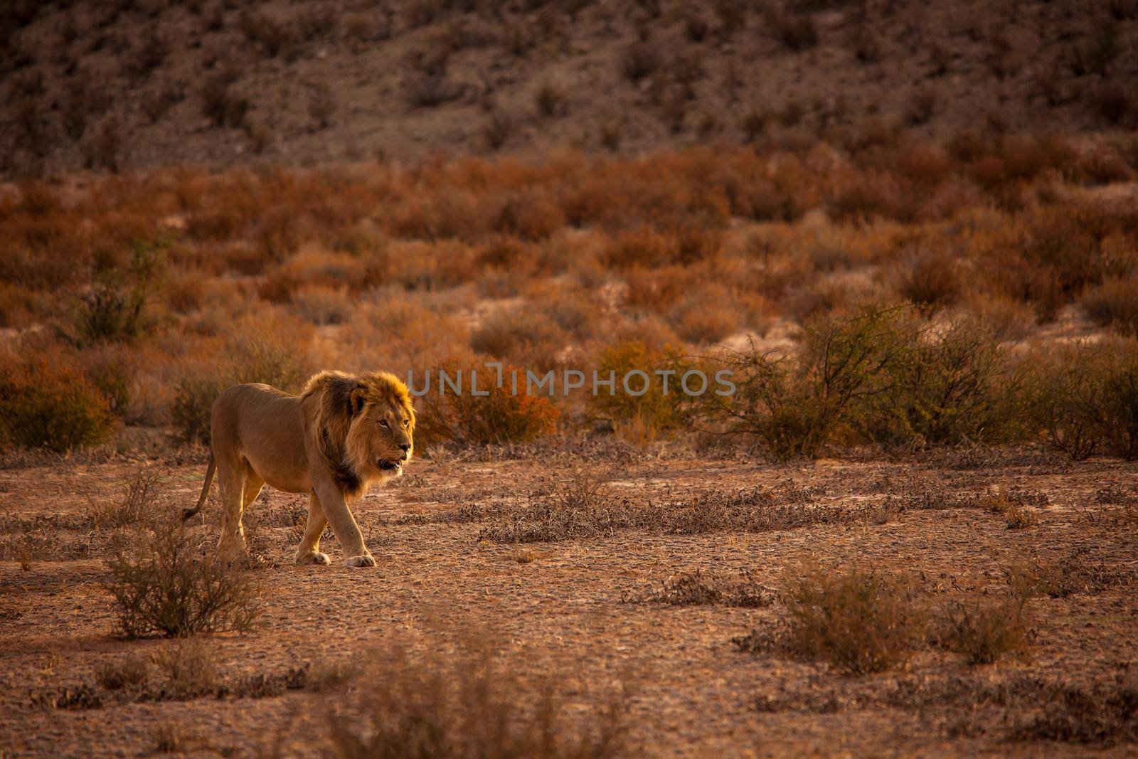 Kalahari Lion (Panthera leo) 5123 by kobus_peche