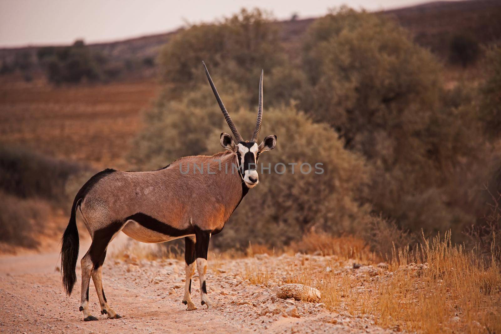 Lone Kalahari Oryx 5098 by kobus_peche