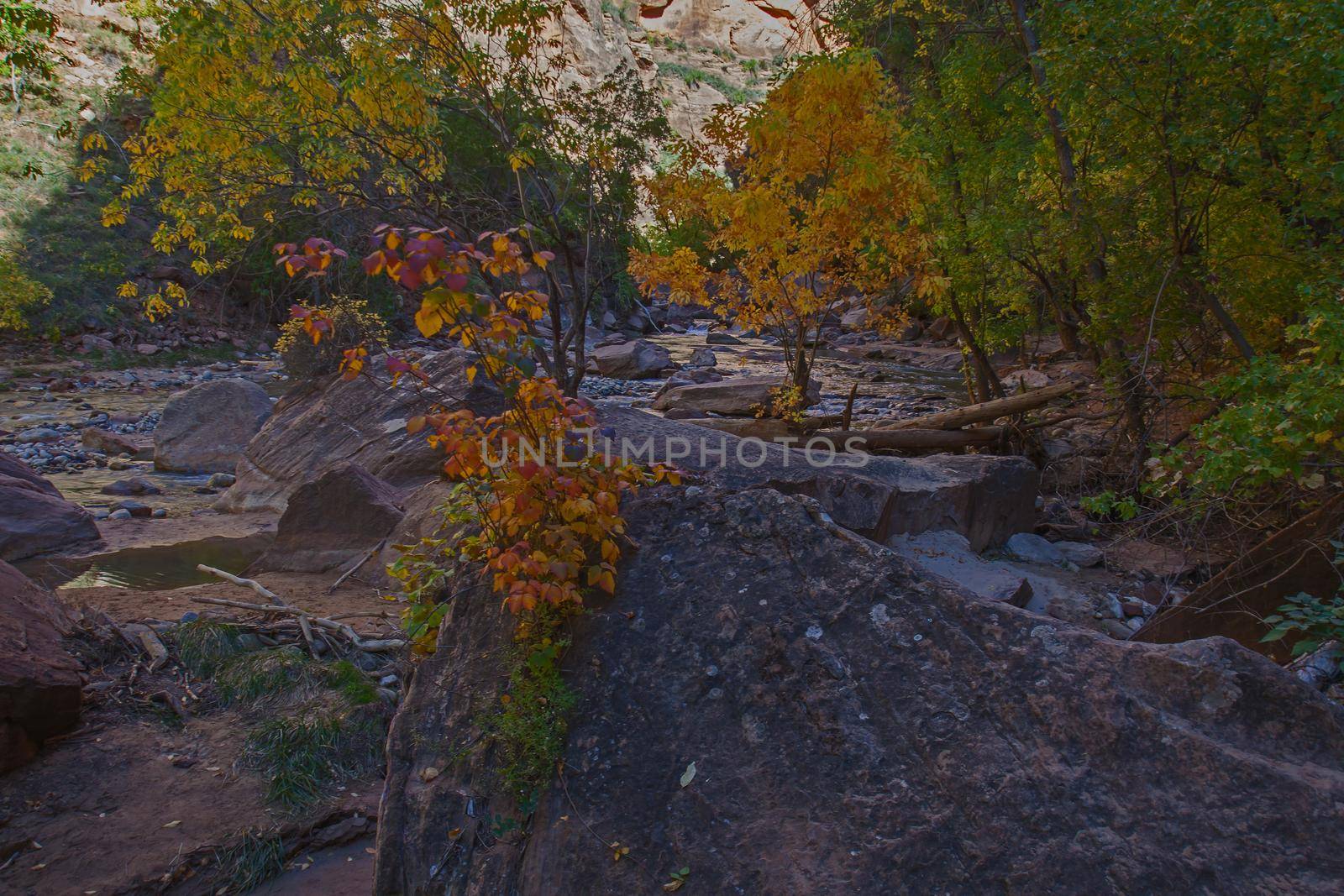 Virgin River Zion National Park 2601 by kobus_peche