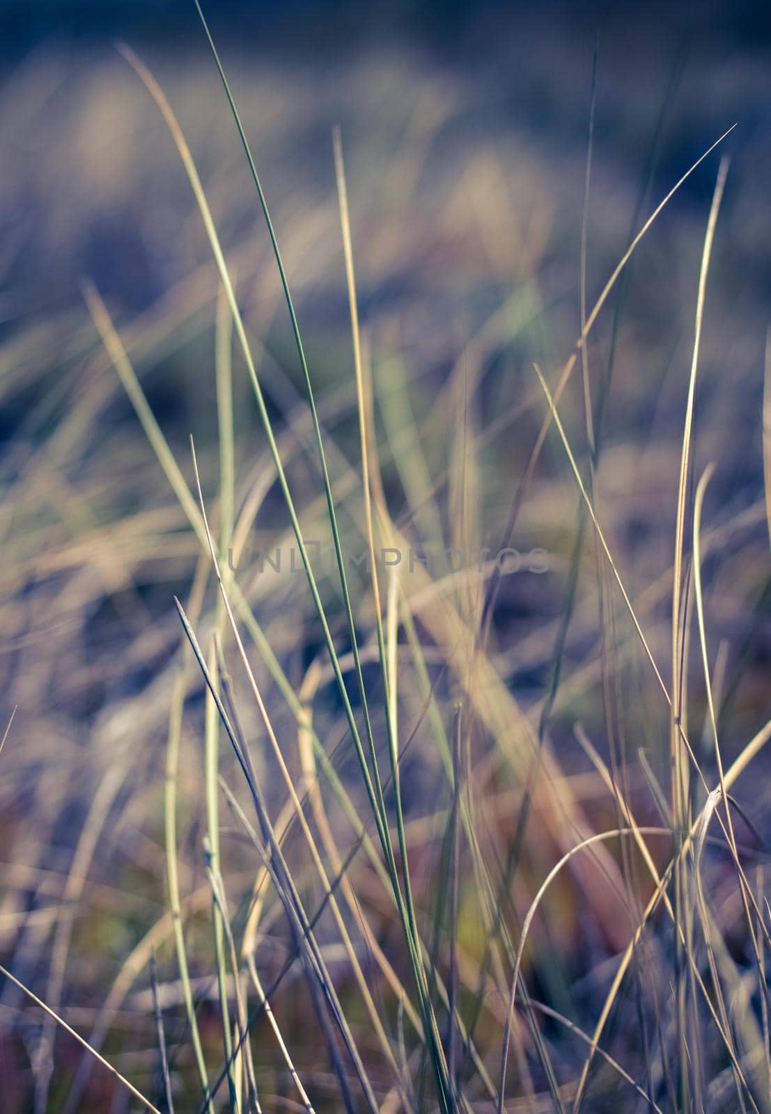 Nature background, environmental and agriculture concept - Rural field, a day in countryside