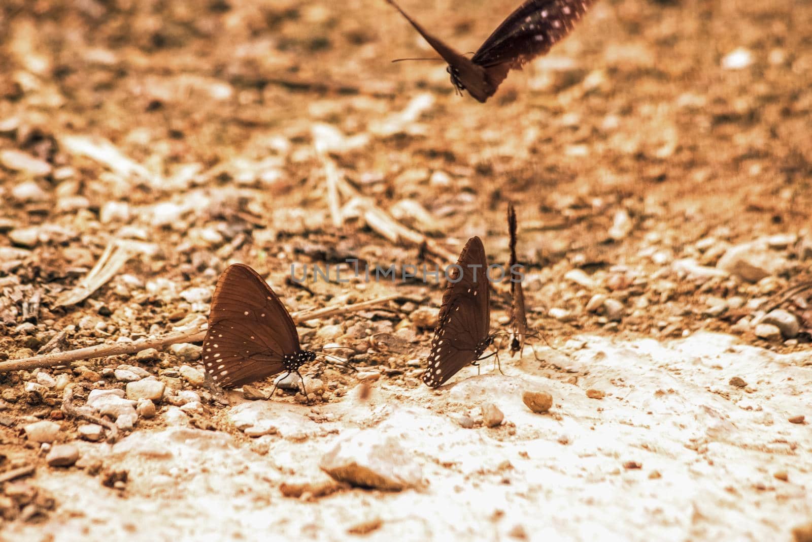 Butterflies insect flying around the salt in nature environment forest. Animal wildlife nature background.