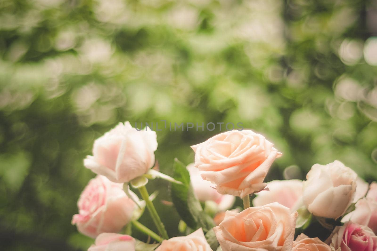 Rose blooming in summer garden. Pink roses flowers growing outdoors by Petrichor