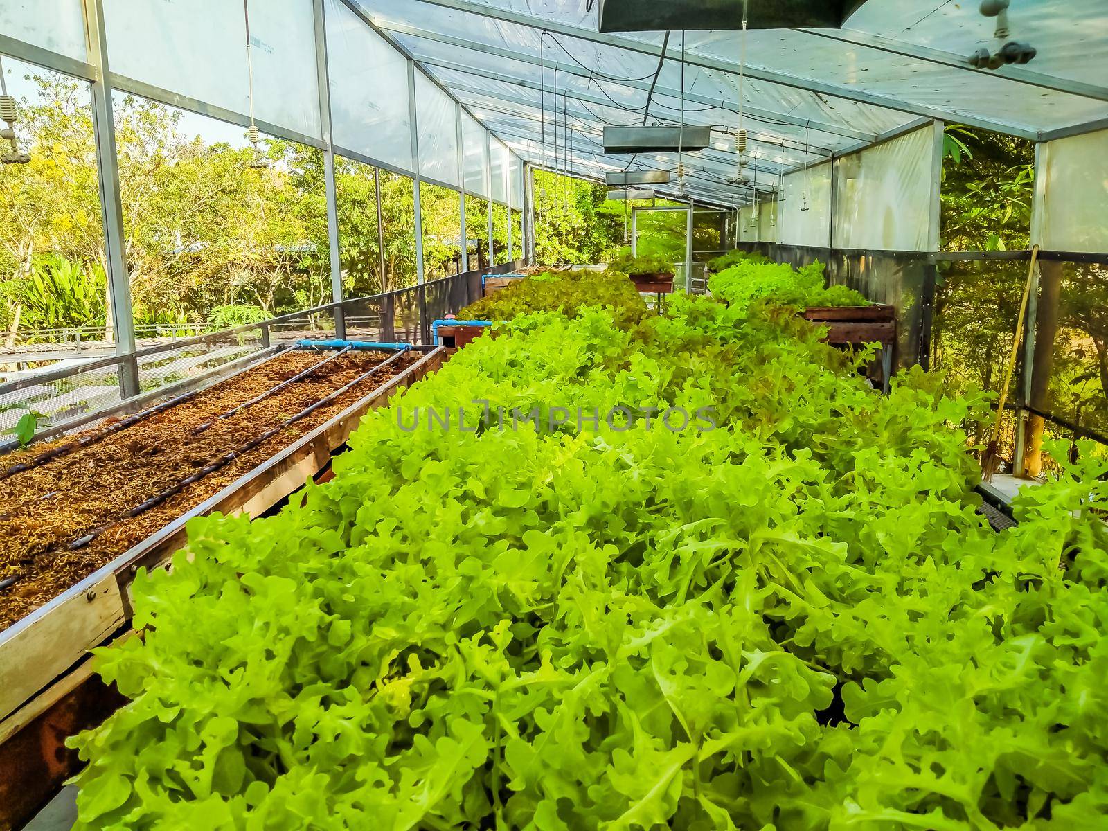 Hydroponic greenhouse Lettuce agriculture farm. rows of young  plants growing
