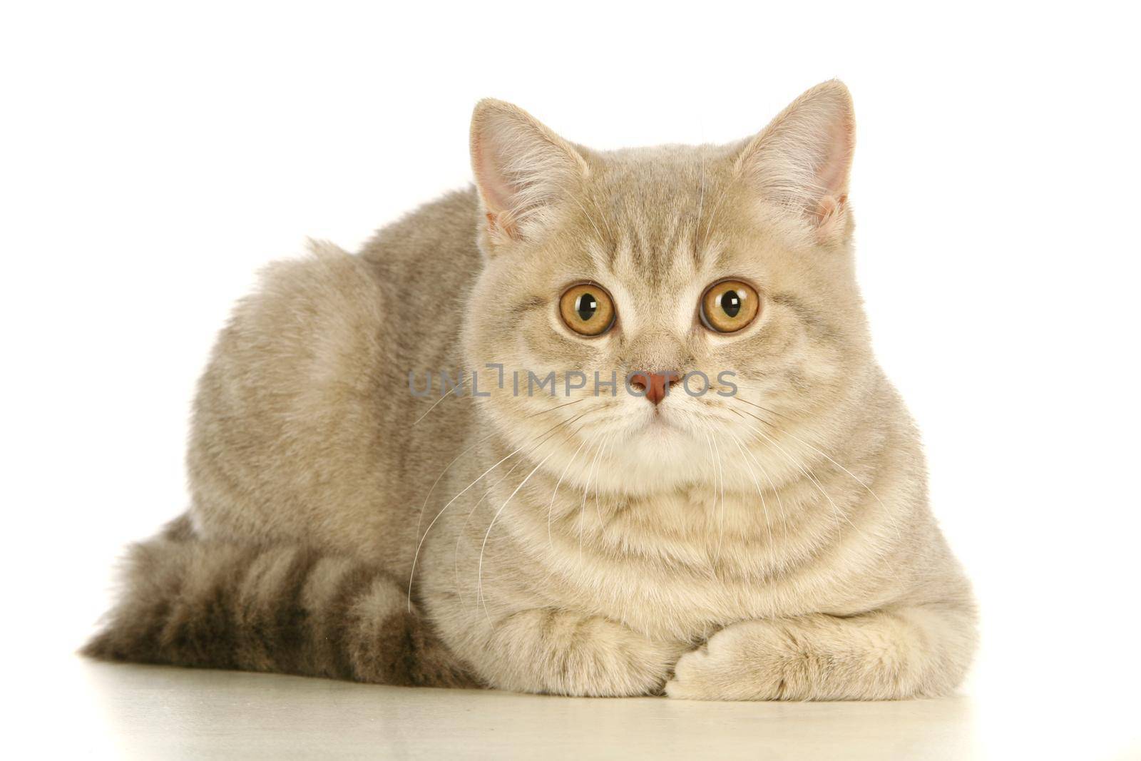 Gray scottish cat isolated on the white background