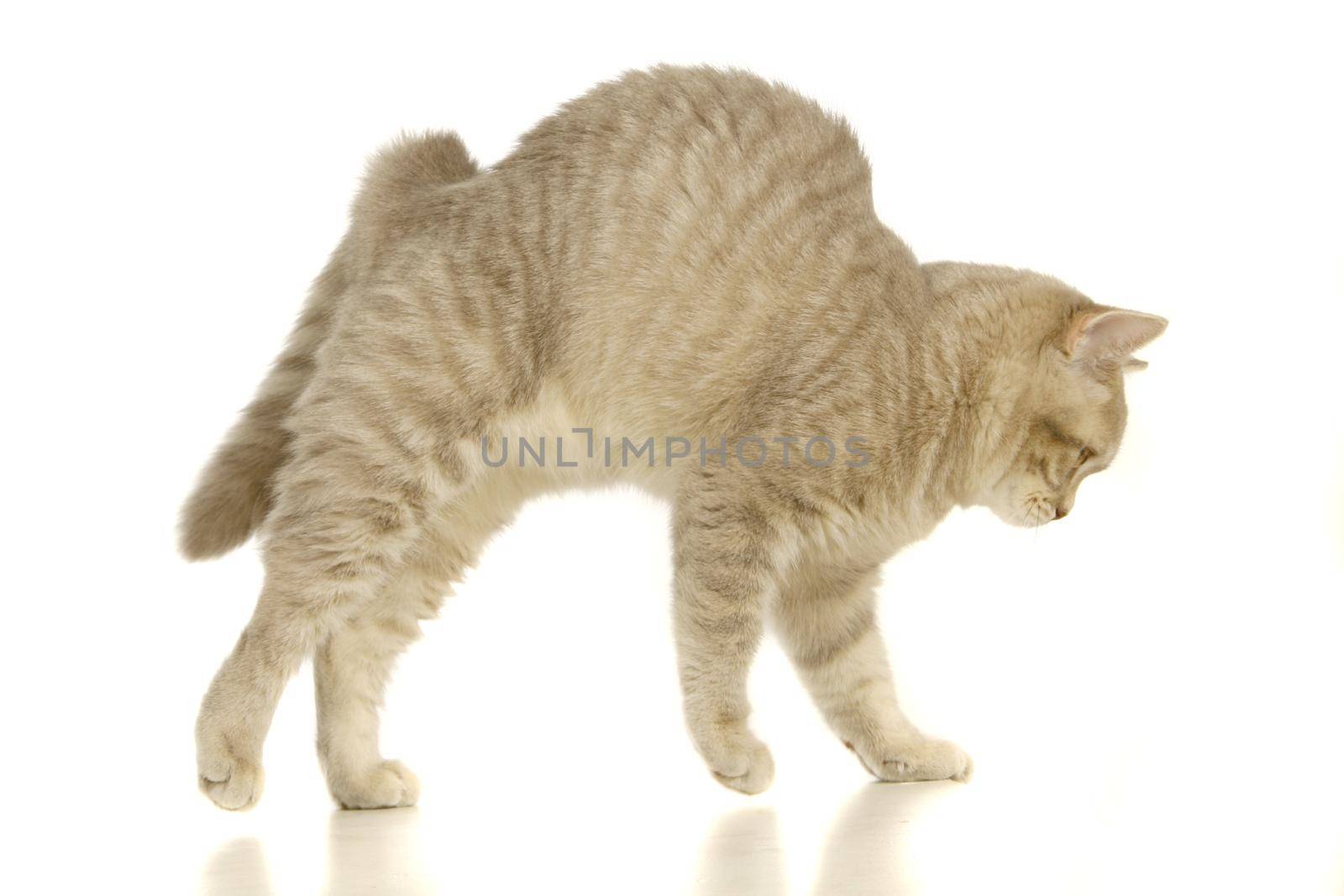 Gray scottish cat isolated on the white background