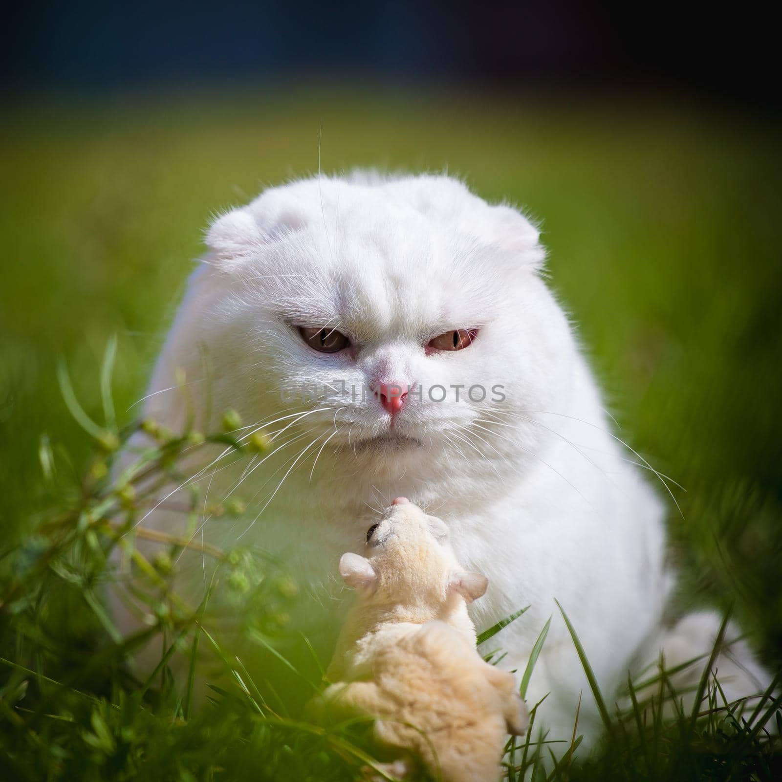 White Scottish Fold cat with cute white sugar glider on green grass