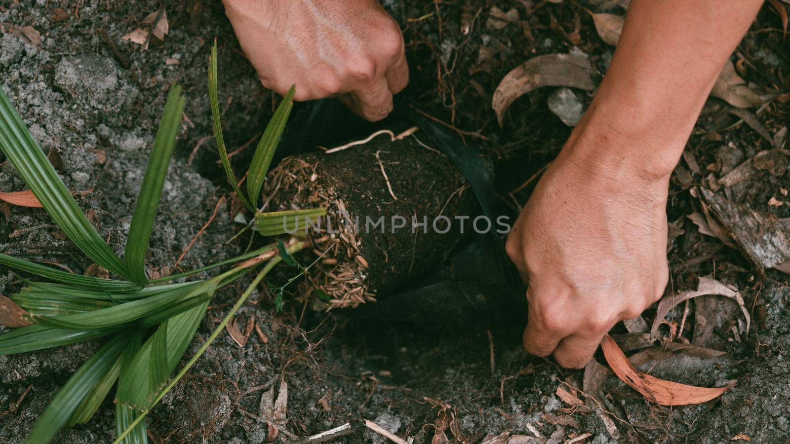 Plant in Hands. Ecology concept. Nature Background planting tree for save the world earth.