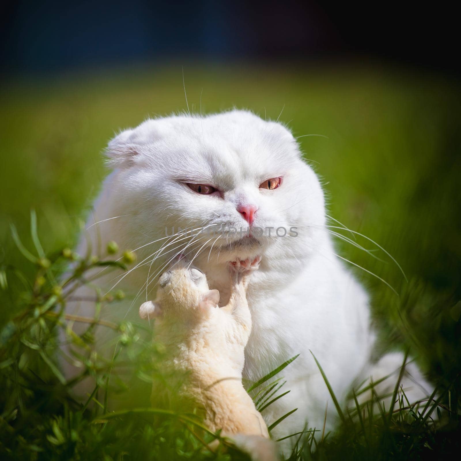 White Scottish Fold cat with white sugar glider on grass by RosaJay