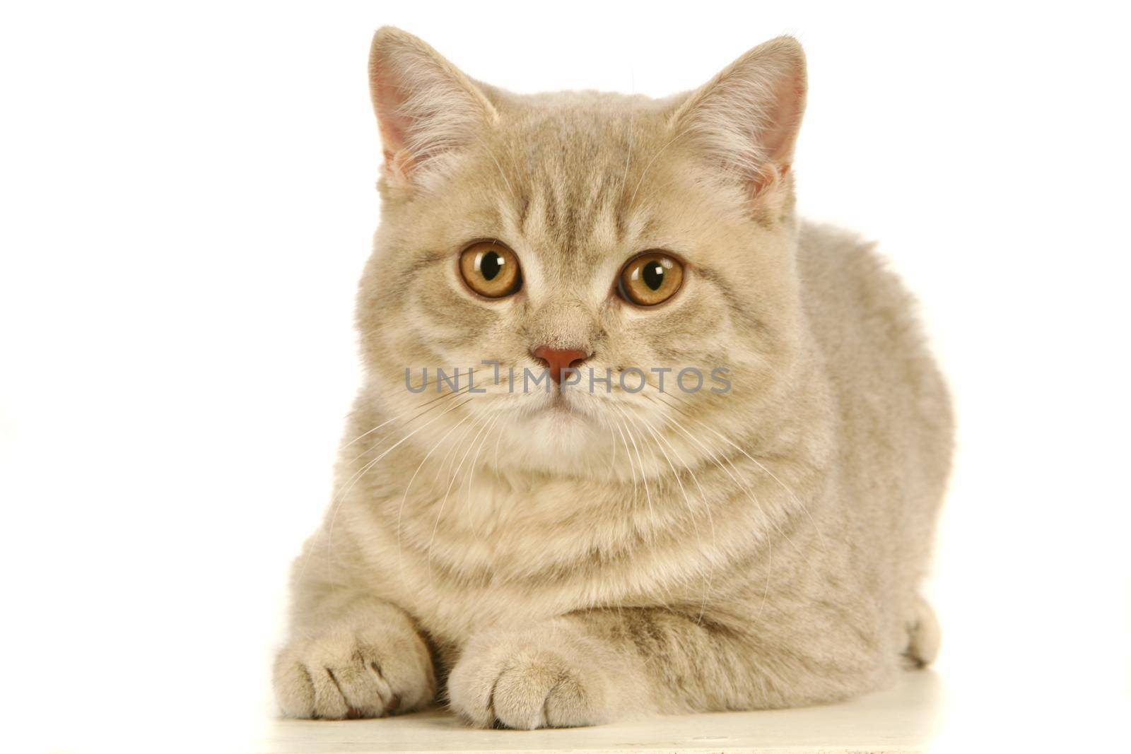 Gray scottish cat isolated on the white background